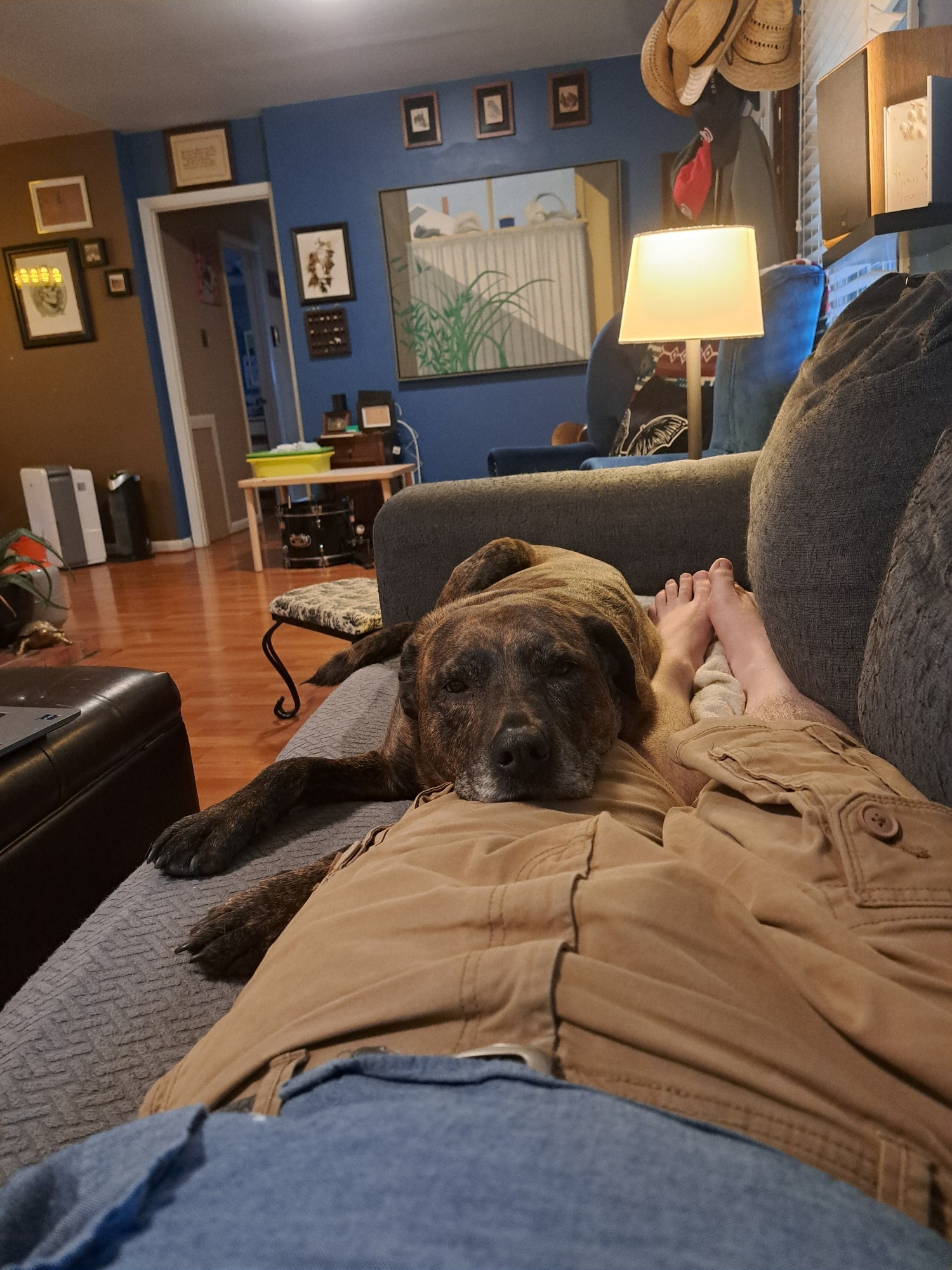 A Treeing Tennessee Brindle getting ready to sleep on his dad's legs.