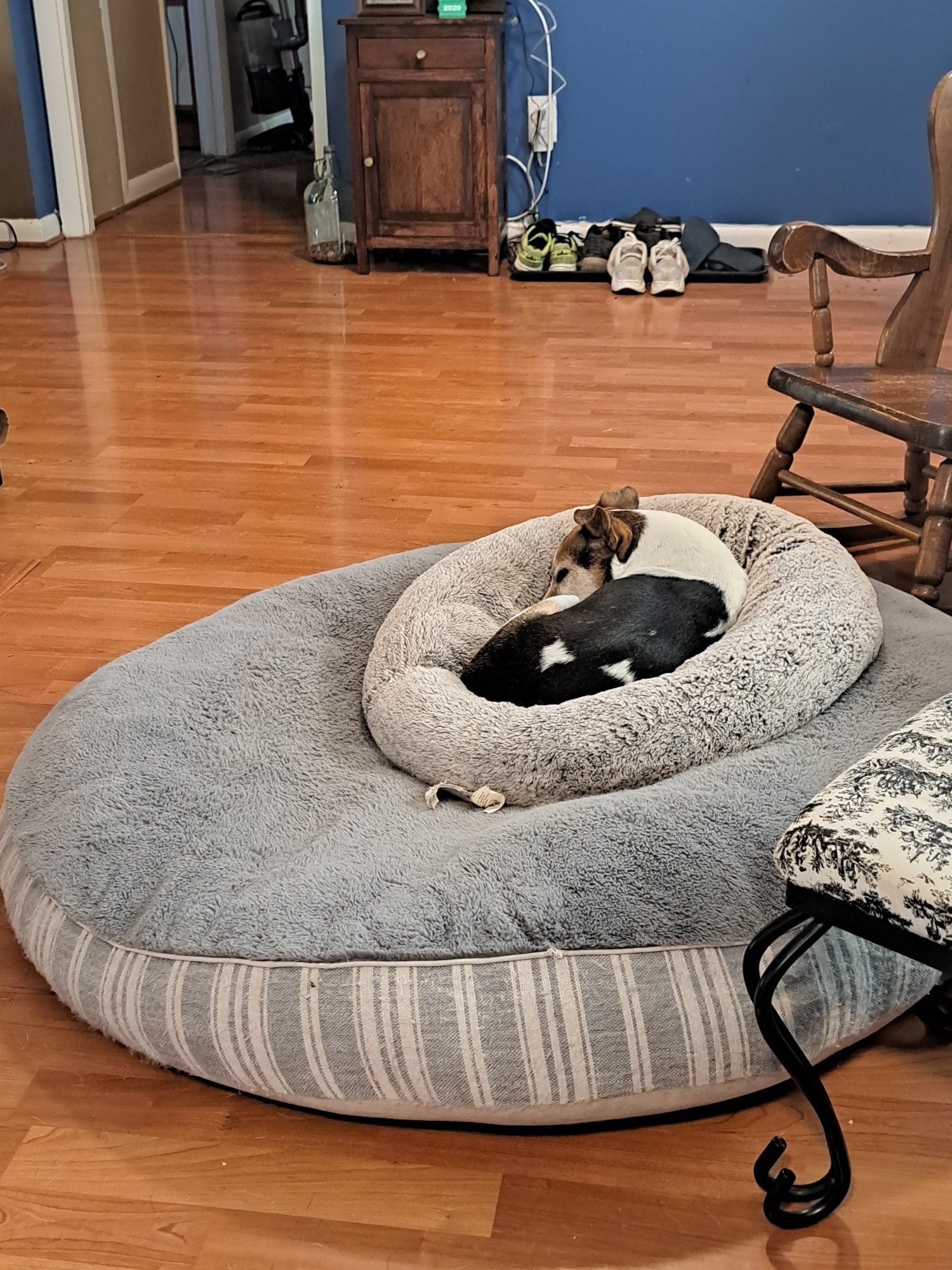 A Jack Russell sleeping on top of two dog beds so the other dogs can use them.