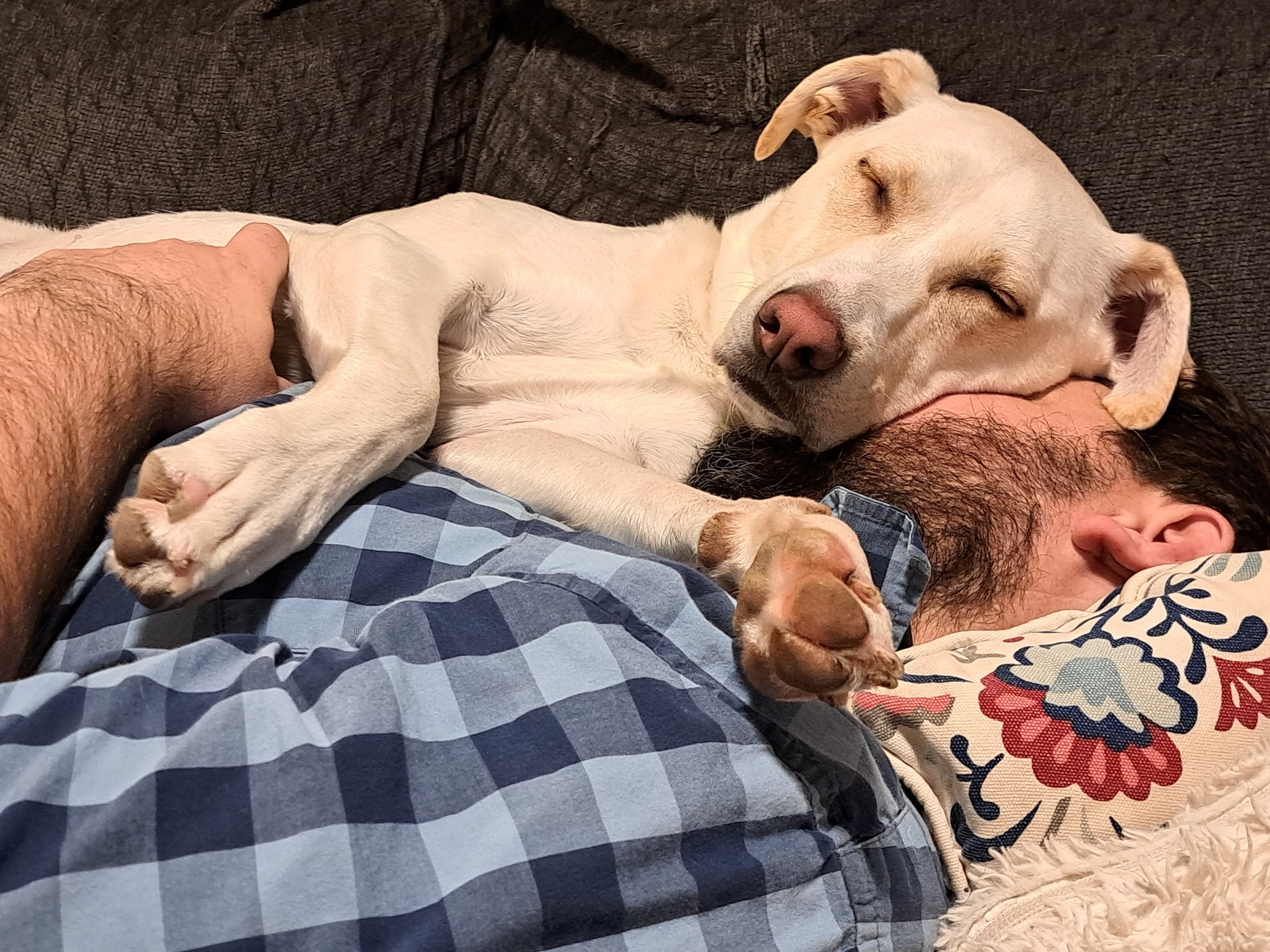 A white Lab-mix dog sleeping on her owner's face