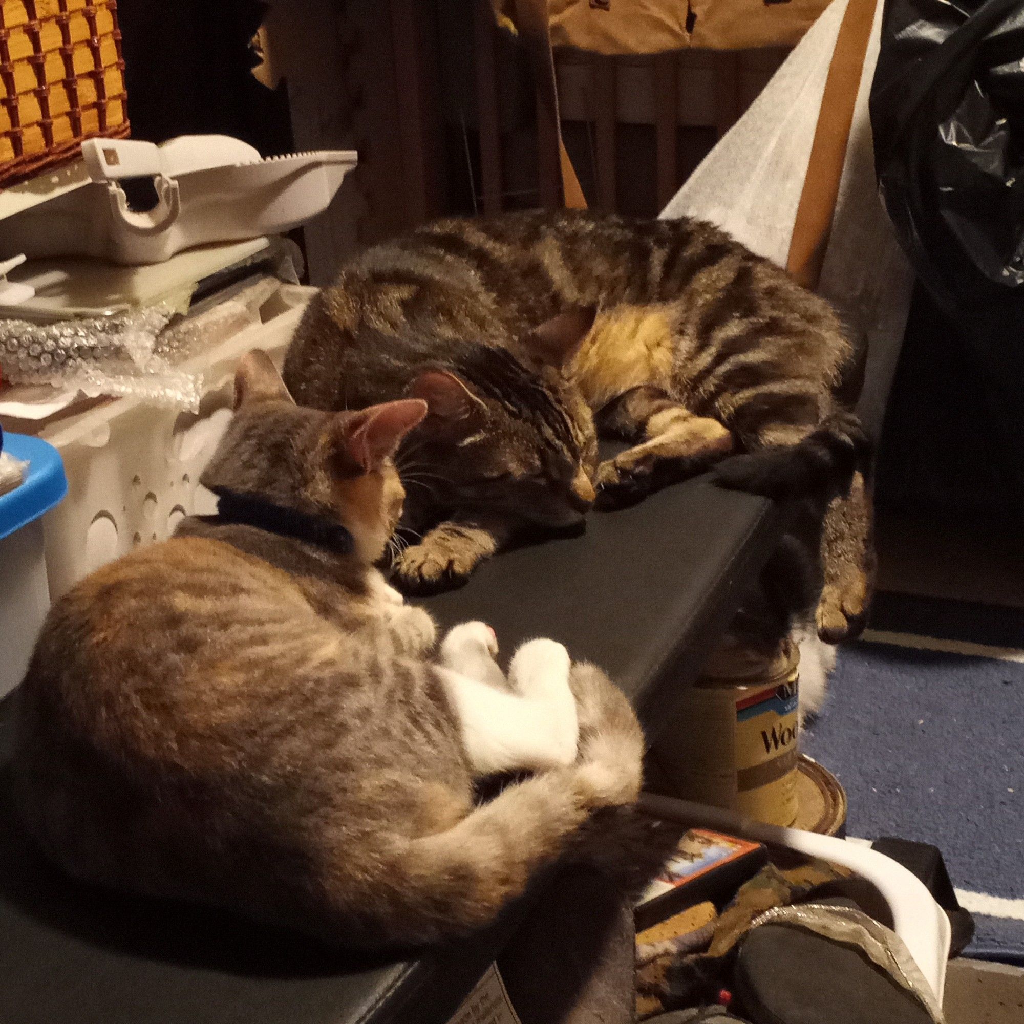 Two tabby cats,  one adult and one adolescent kitten sleeping together on a bench