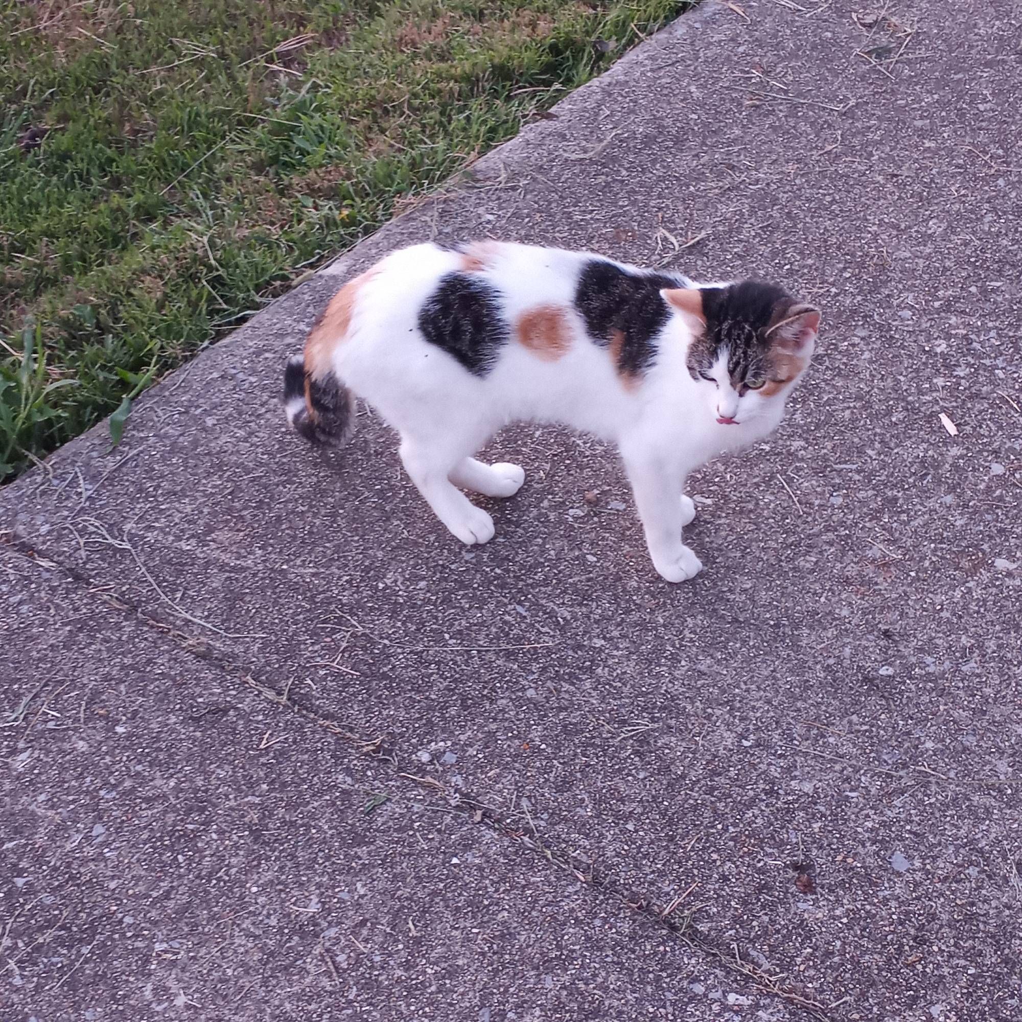 A very pretty but skittish mostly white patchwork calico cat