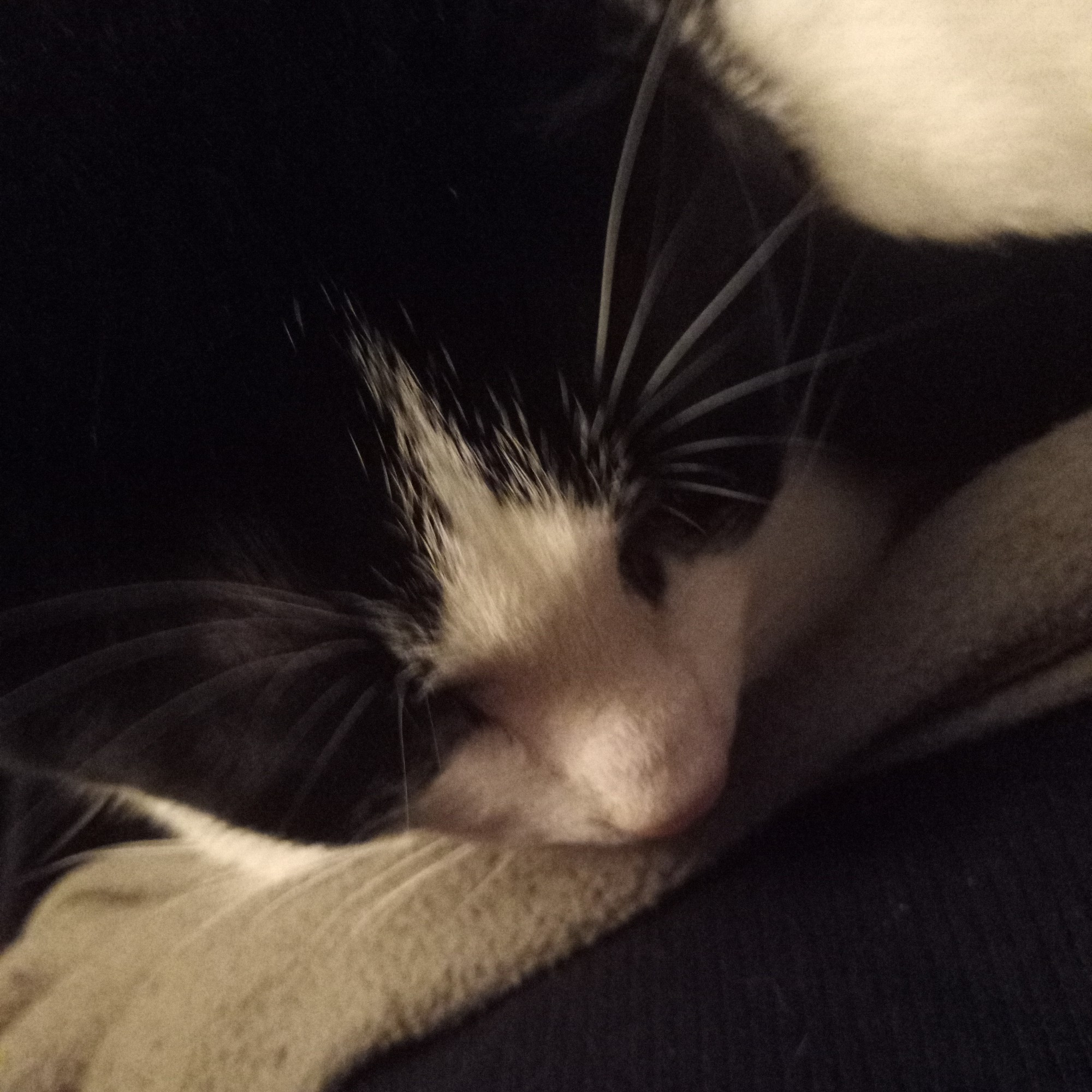 Sleepy black and white cat in a lap