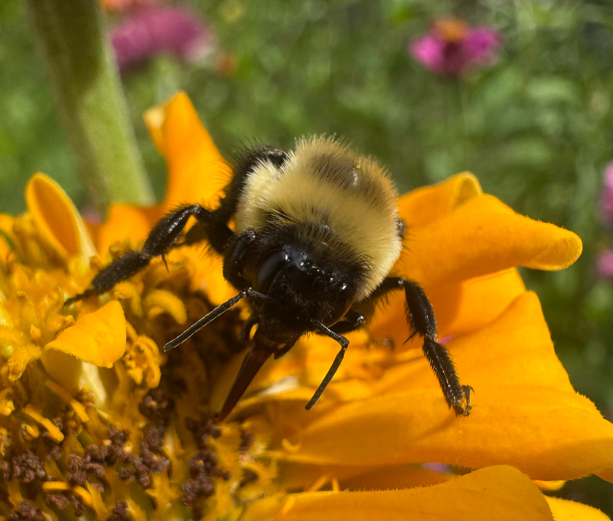bee partaking in some pollen on a yellow zinnia 