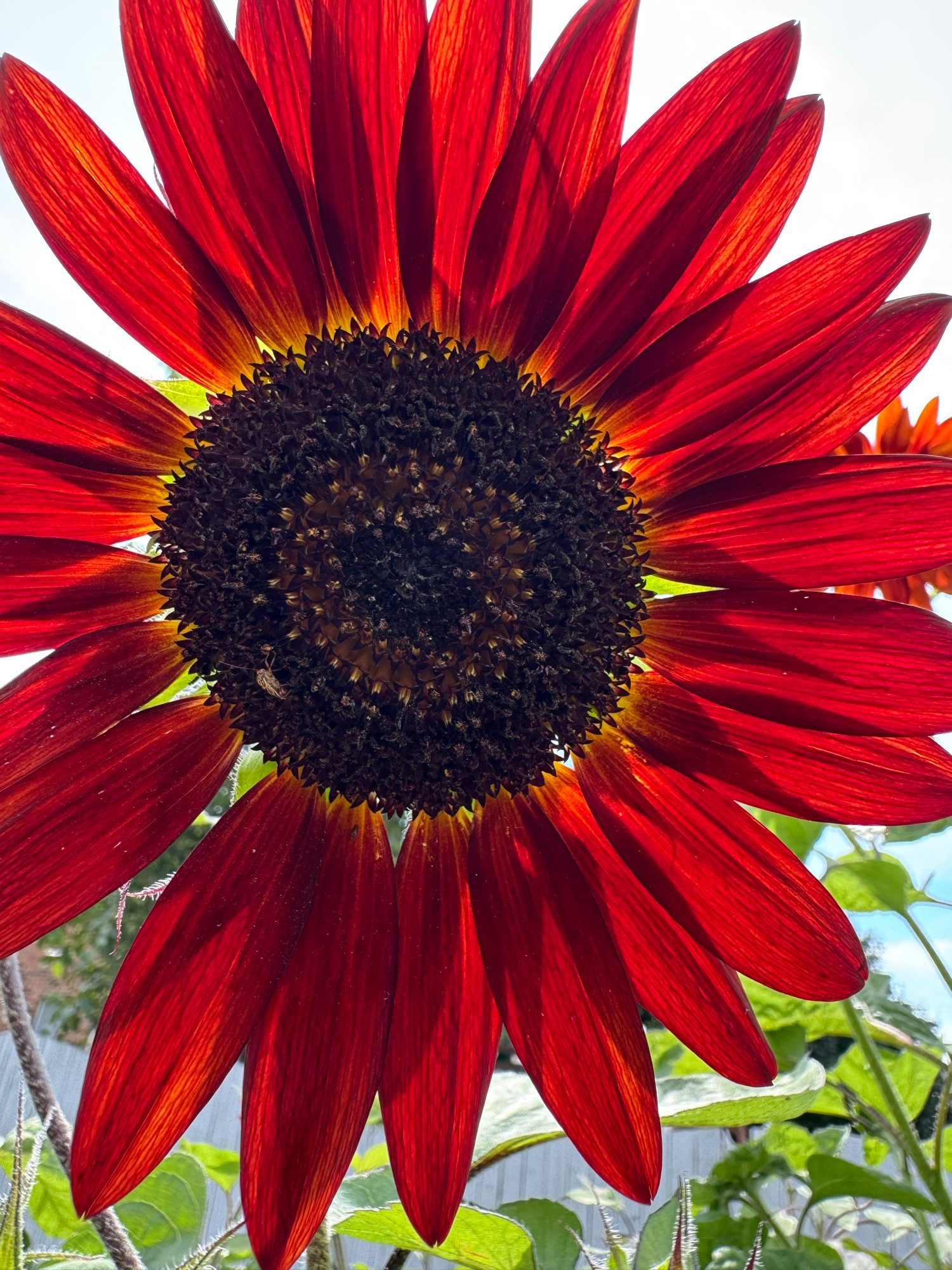 red sunflower 