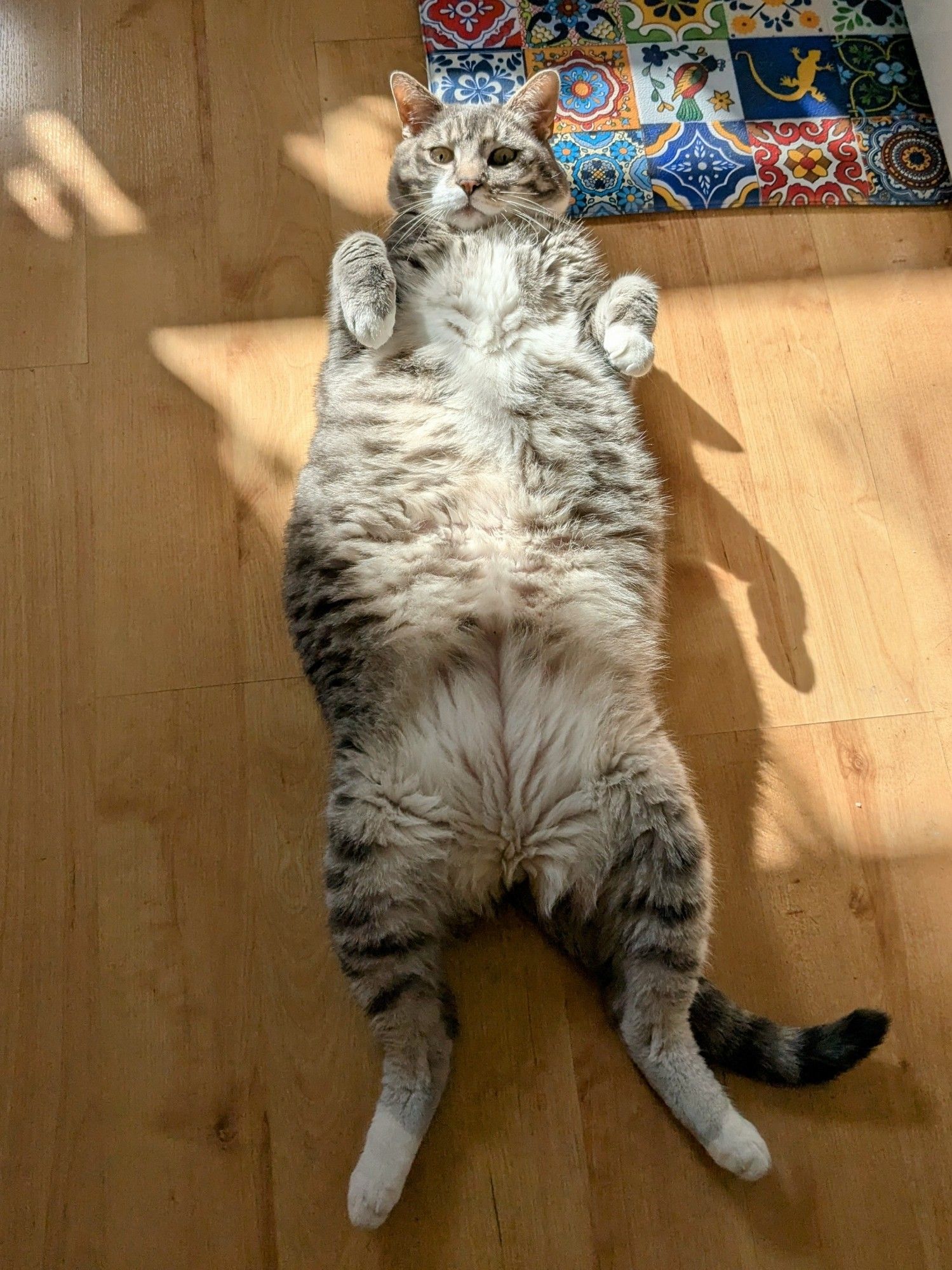 Gyoza, a big grey and white tabby cat, laying on a wood floor, partially in a sunbeam with his belly up. His paws are up and he's looking at the camera