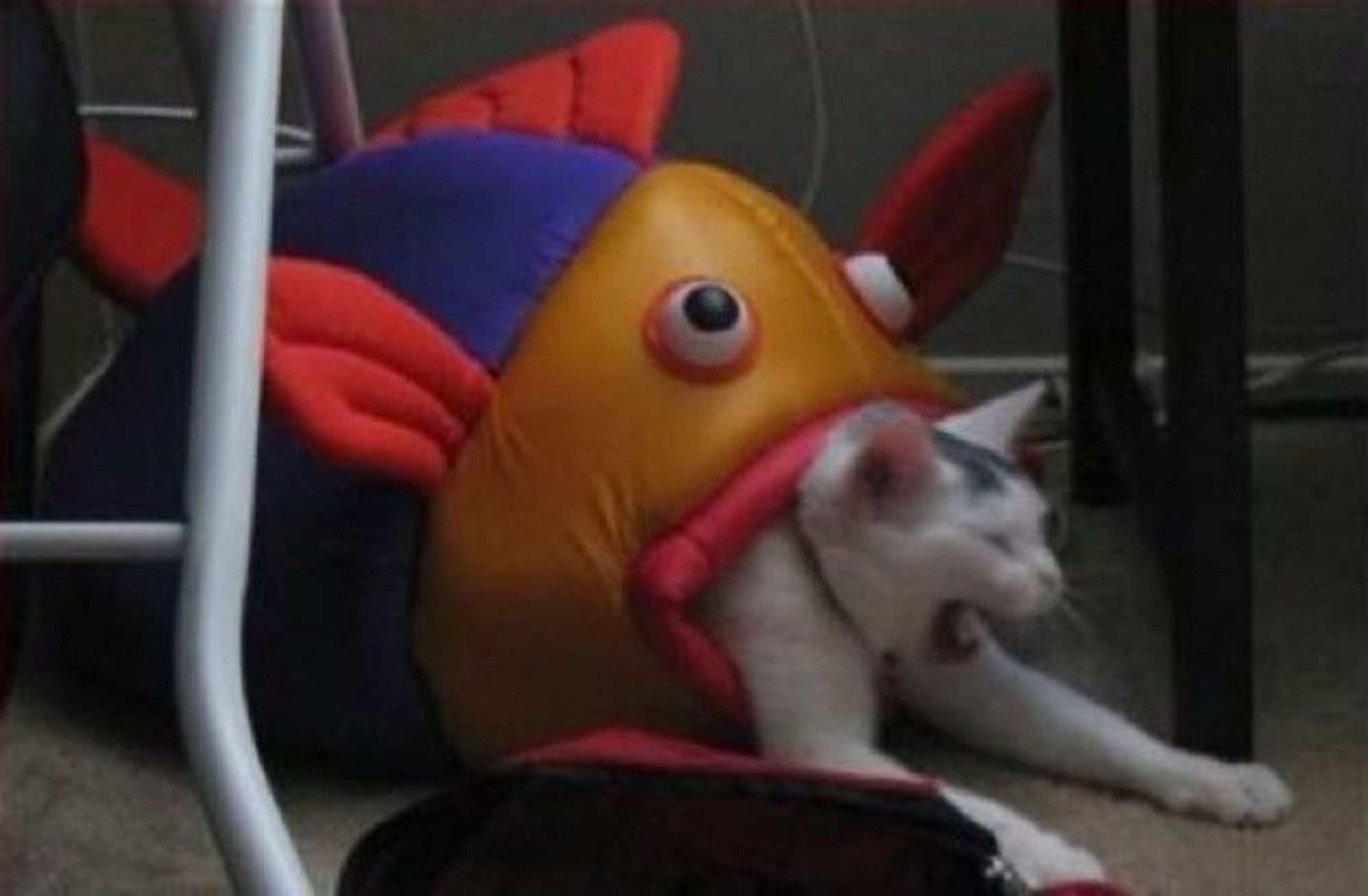 A cat is halfway through climbing out of a cat bed designed to look like a fish and has decided to stop and yawn. The design of the cat bed makes it look like the cat is climbing out of the fish's mouth, and the yawn makes it look like the cat is screaming in terror at being eaten by the fish. The fish is very cartoonish, with silly-looking eyes that aren't googly eyes, but may as well be.