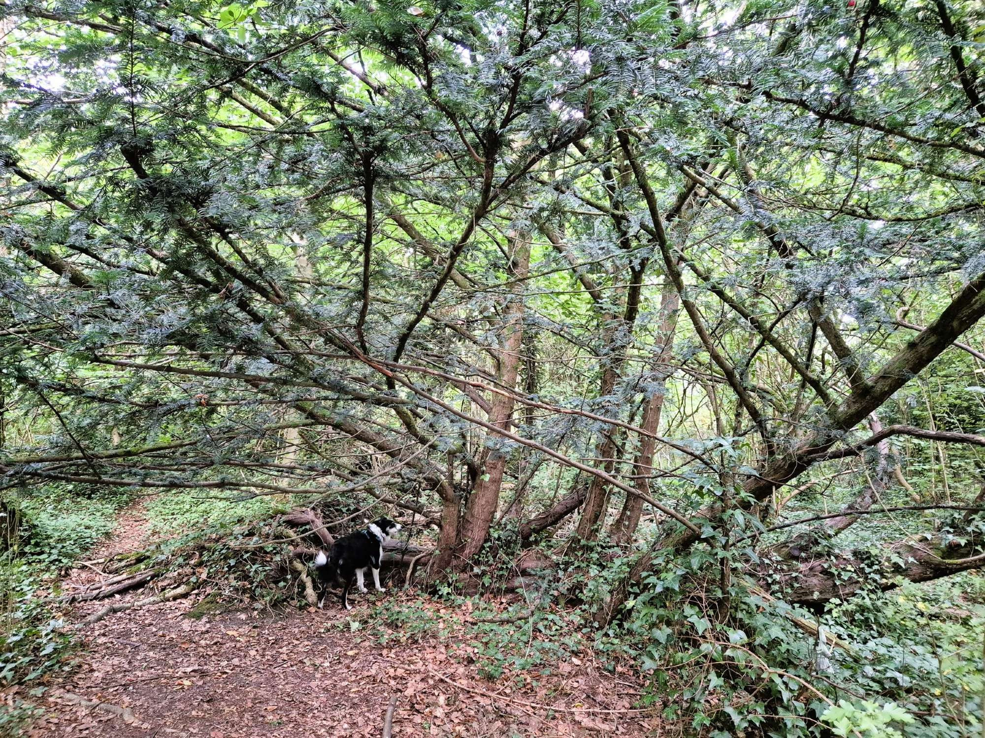 A small tri border collie in a wood is looking intently at a yew tree, which must have fallen many years ago because large shoots have grown vertically from its upper side, giving the appearance of several trunks