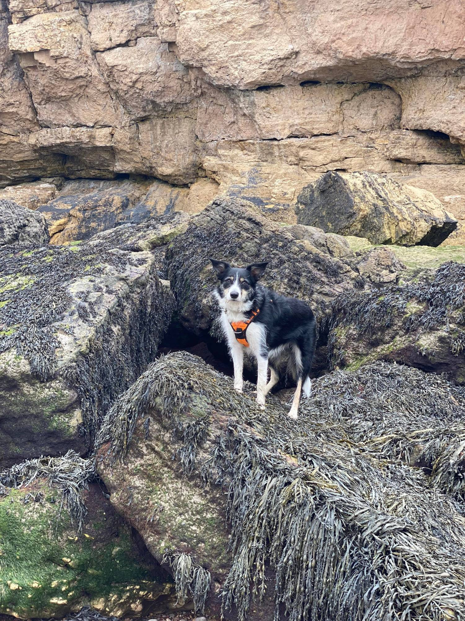 Small black and white collie on seaweedy rocks at Ladye Bay, Clevedon