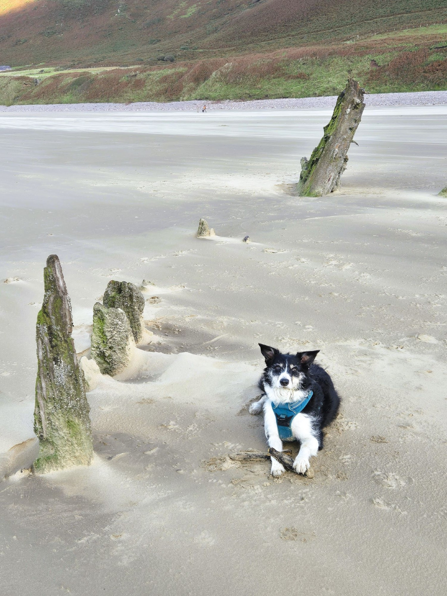 Small tri border collie with a stick between her paws lies in the sand next to the wreck of the Helvetia on Rhossili beach. (Please note: stick is definitely not part of the wreck!) 