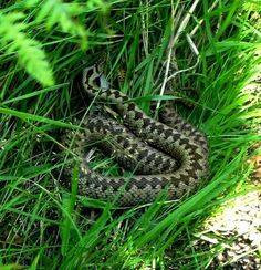 Photograph of a female adder, coiled in shadows under bracken on Dartmoor