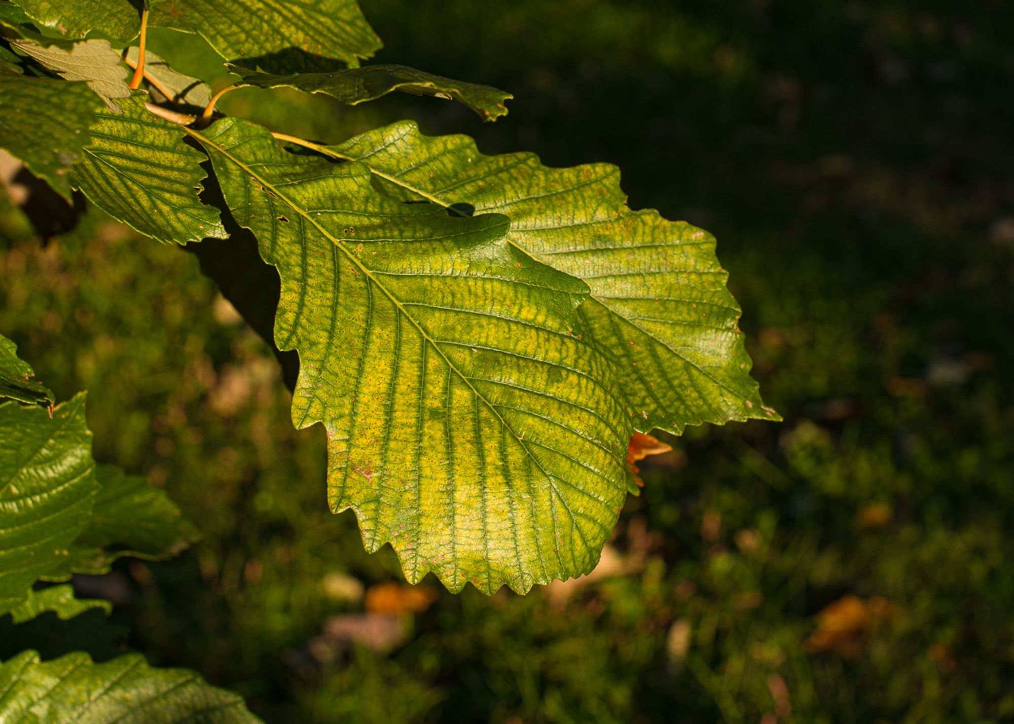 Leaves of swamp chestnut oak, Quercus michauxii, in autumn with deep green leaf veins and yellow interveinal spaces.