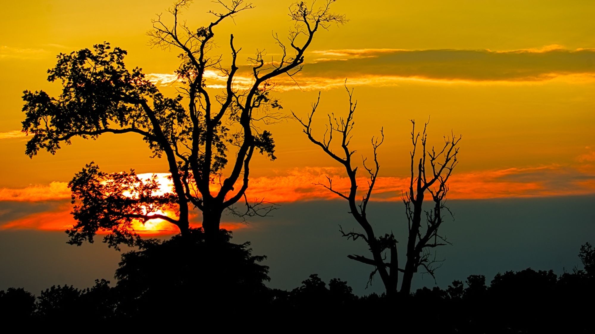 A dead tree and a dying tree stand against a colofrul sunset of red and orange sky and clouds.