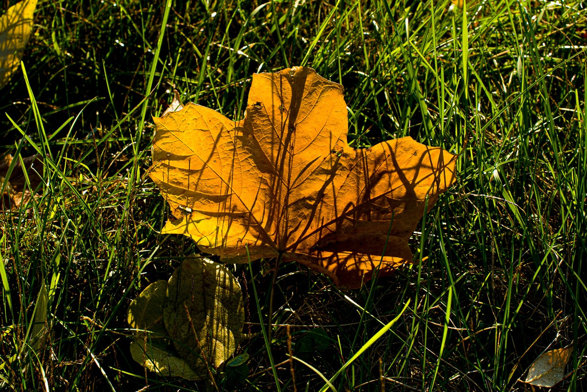 An orange black maple (Acer nigrum) leaf lit by the sun, surrounded by grass. Copyright Tom Kimmerer