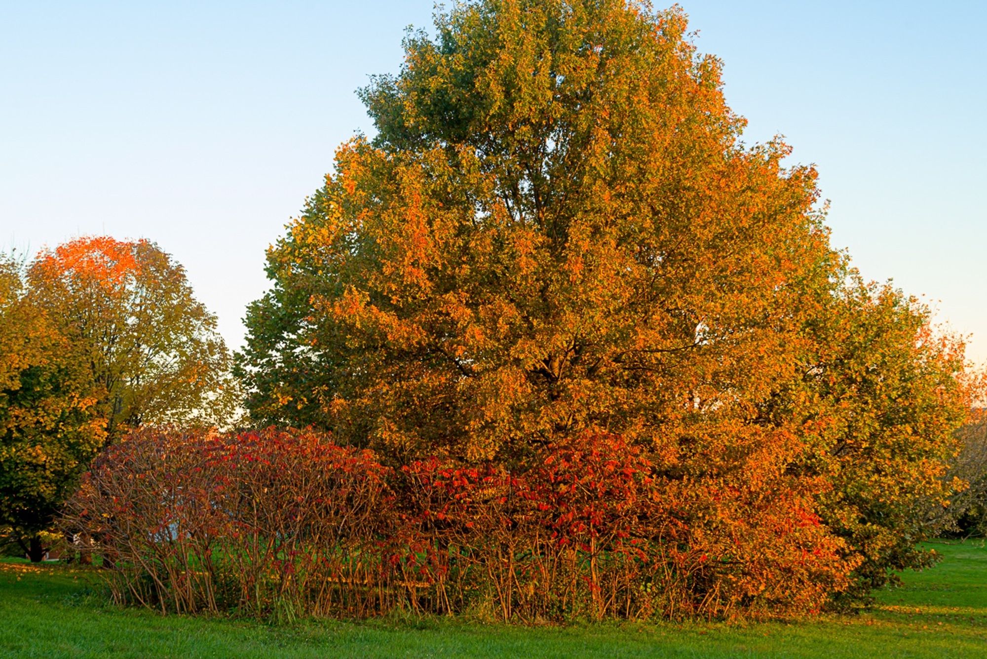 Red-leaved sumac trees in front of orange-leaved oak in the evening sun. Copyright Tom Kimmerer