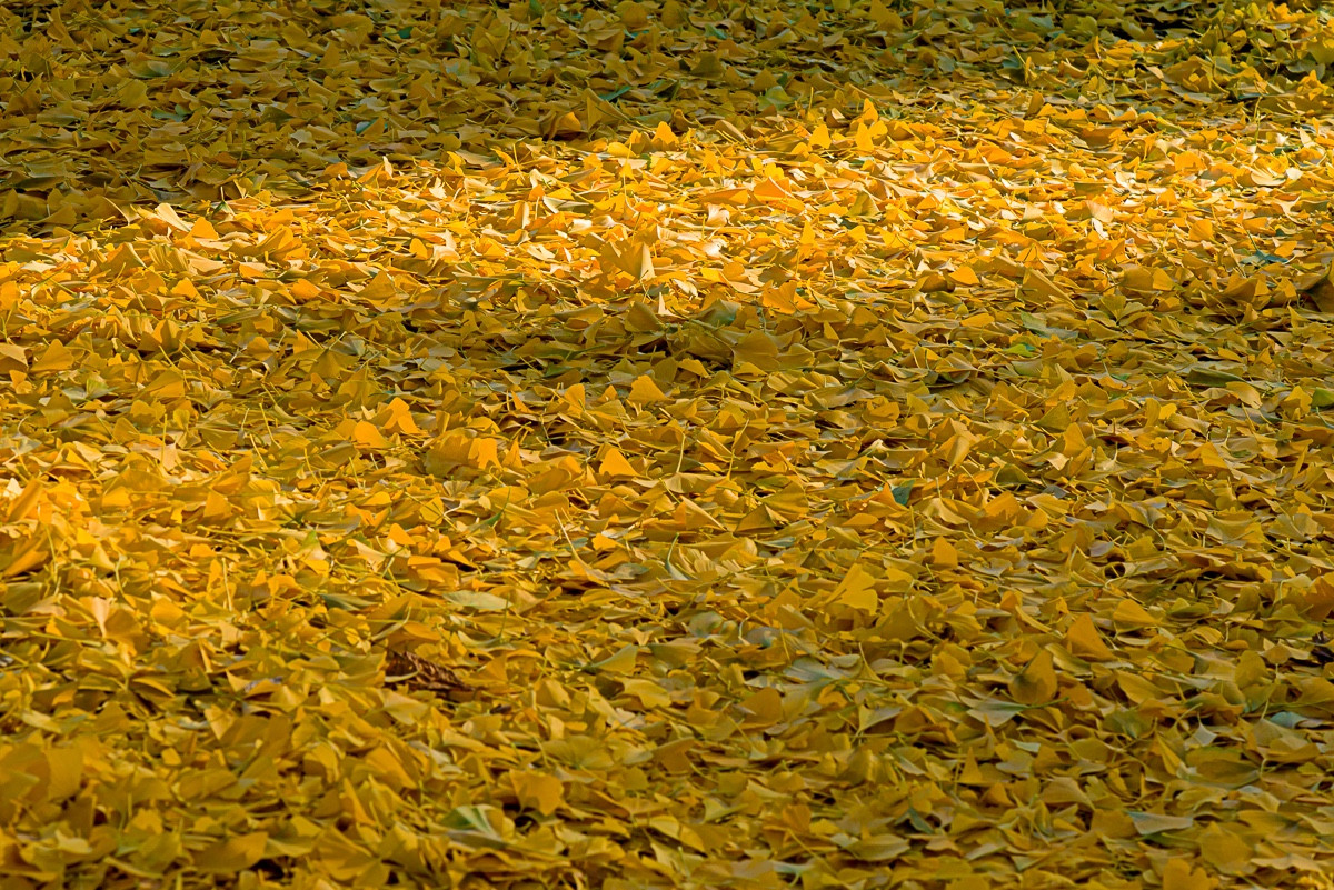 Yellow and gold ginkgo leaves covering the ground,  lit by the afternoon sun. Copyright Tom Kimmerer