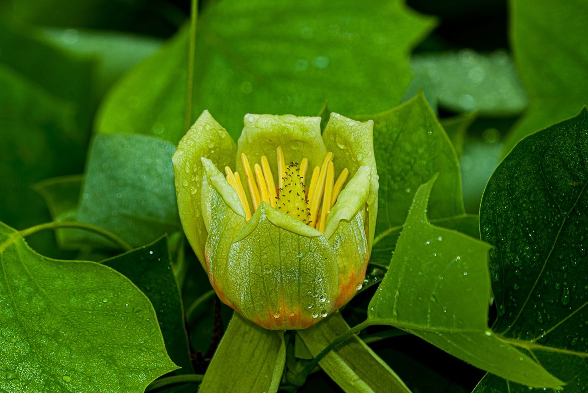 A flower of yellow-poplar, Liriodendron tulipifera. Copyright Tom Kimmerer