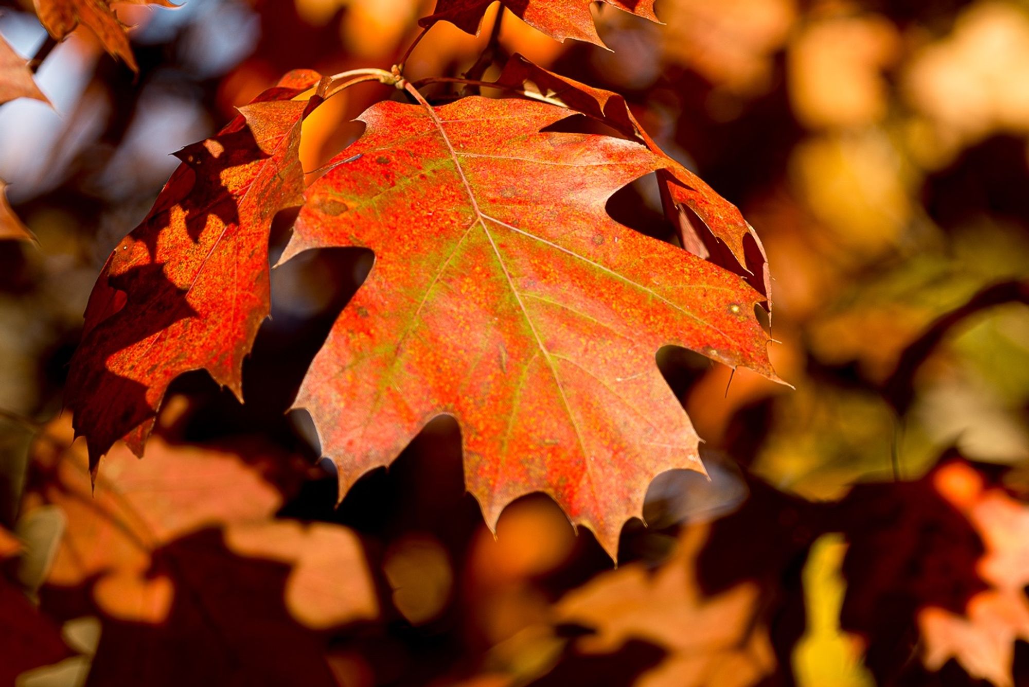 A bright red autumn leaf of red oak, Quercus rubra, with green major veins. Copyright Tom Kimmerer