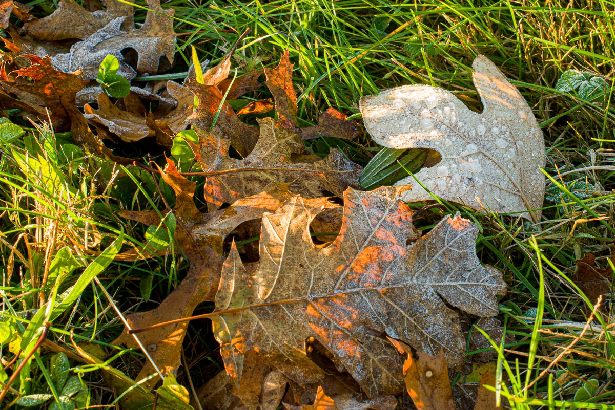 Fall leaves touched by frost and lit by the setting sun. Copyright Tom Kimmerer