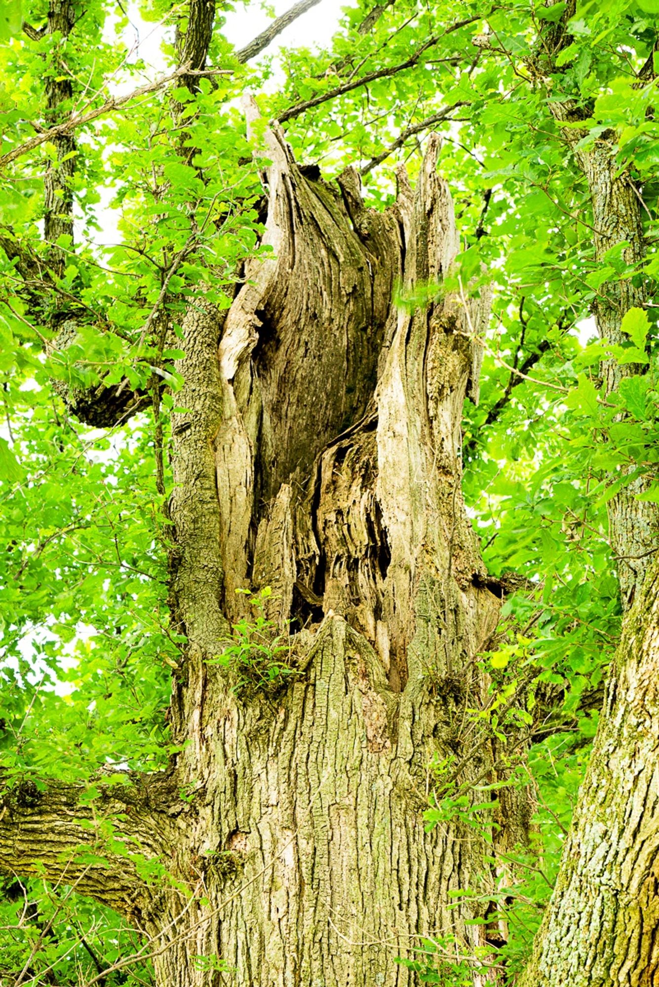 The top of the same tree shows that it was struck by lightning over 100 years ago, but has rebuilt its entire crown. Copyright Tom Kimmerer