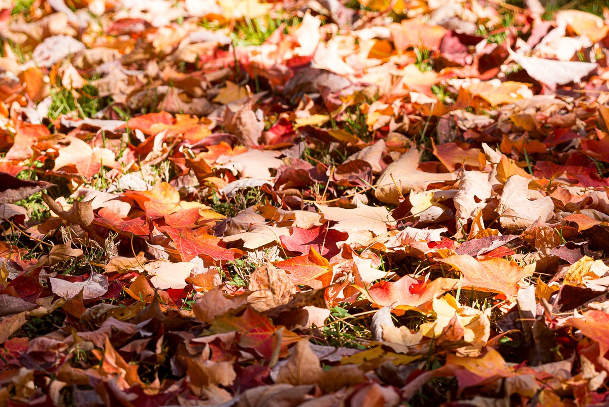 Sugar maple leaves (Acer saccharum) in shades of orange, red, and yellow, covering the ground lit by the afternoon sun. Copyright Tom Kimmerer