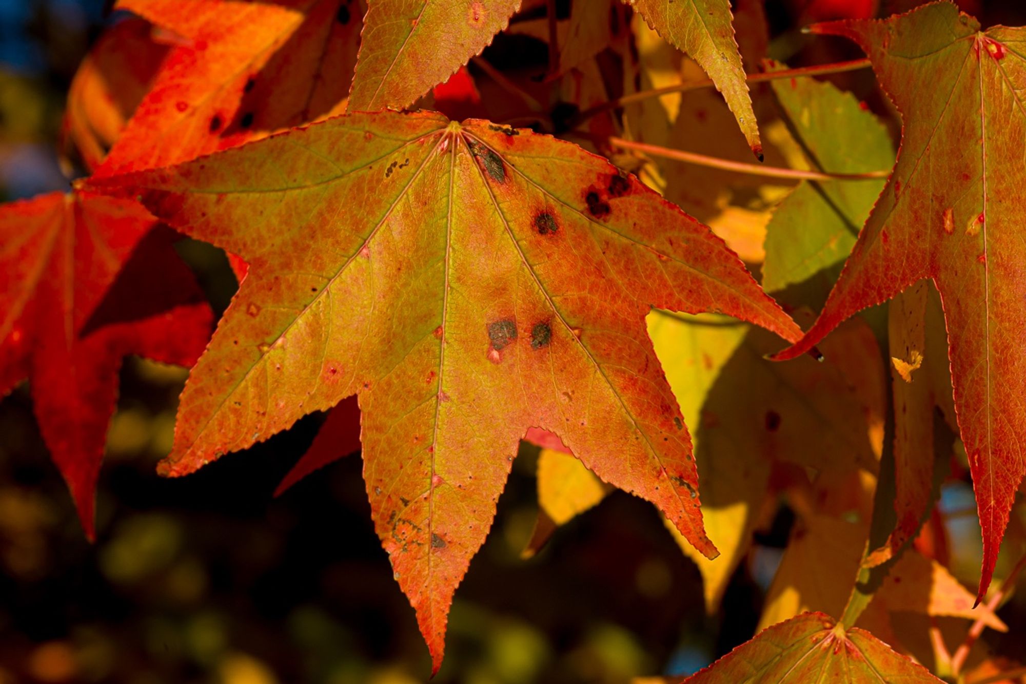 A red, orange,, and green leaf of sweetgum, Liquidambar styraciflua. These trees naturally produce the chemical styrene. Copyright Tom Kimmerer