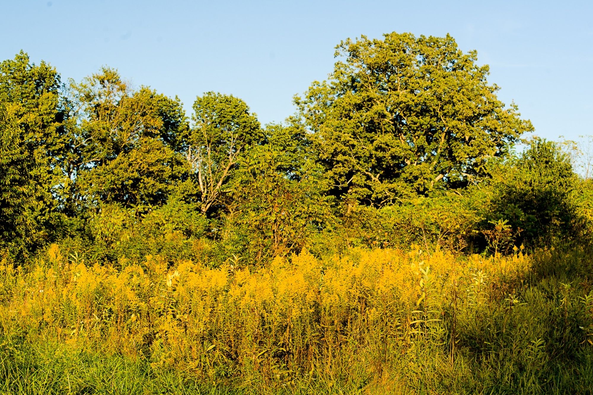 Early fall in a Bluegrass woodland pasture, with bright yellow goldenrod in front of large trees beginning to show shades of yellow and faded green. Copyright Tom Kimmerer