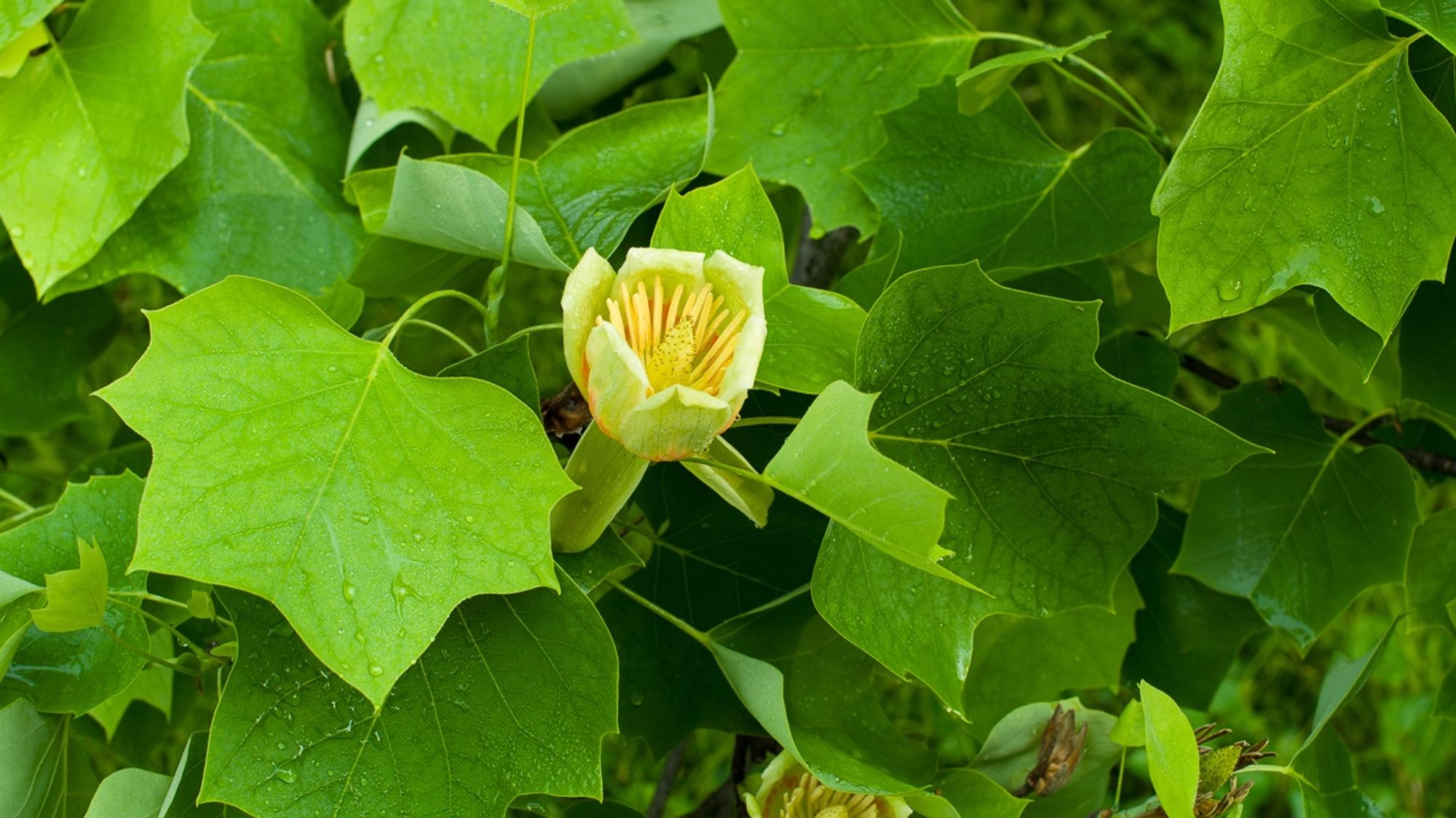 Leaves and a flower of yellow-poplar, Liriodendron tulipifera. Copyright Tom Kimmerer