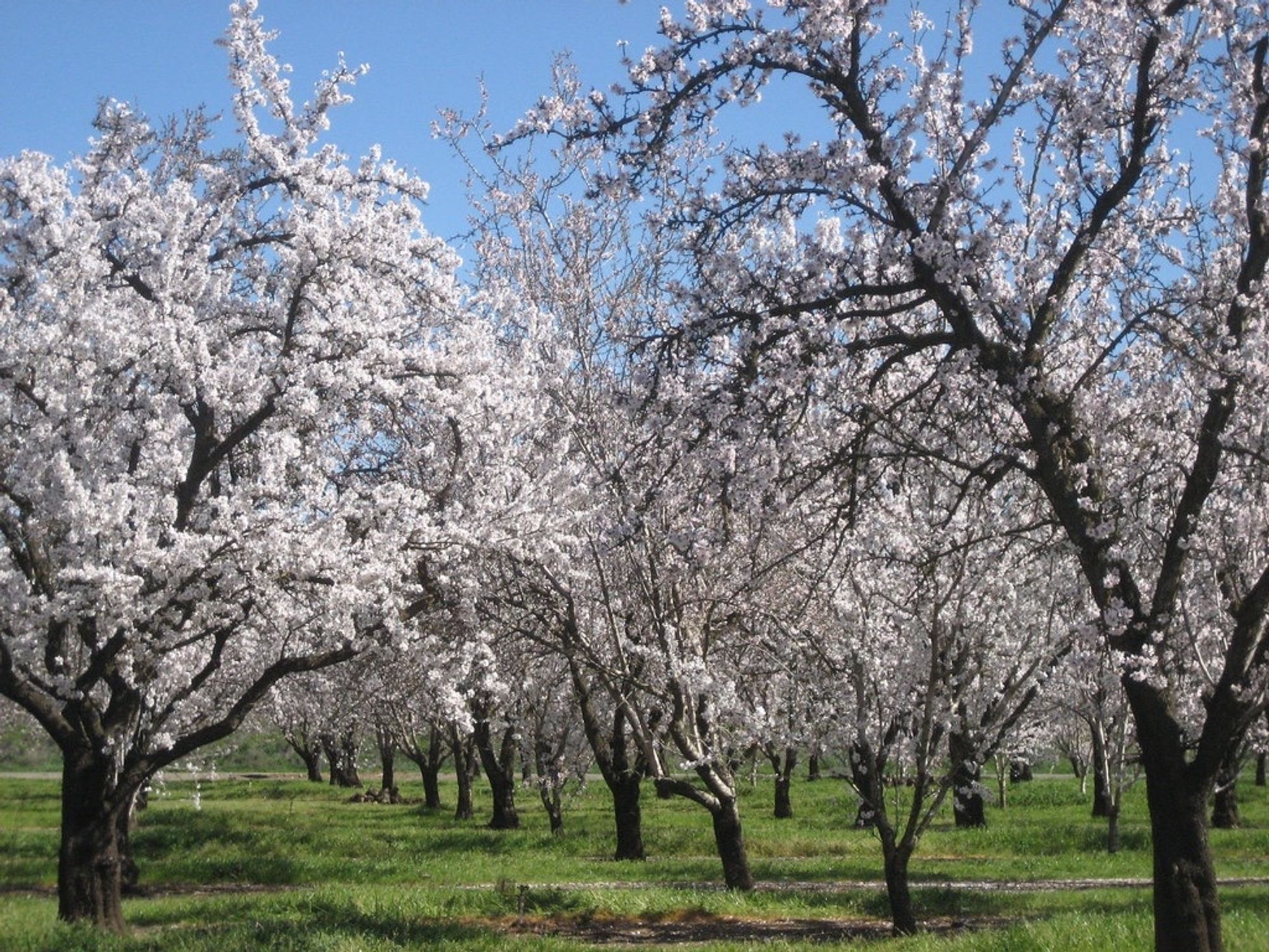 An almond orchard in southern Caifornia. Source: Suzi Rosenberg, Flickr