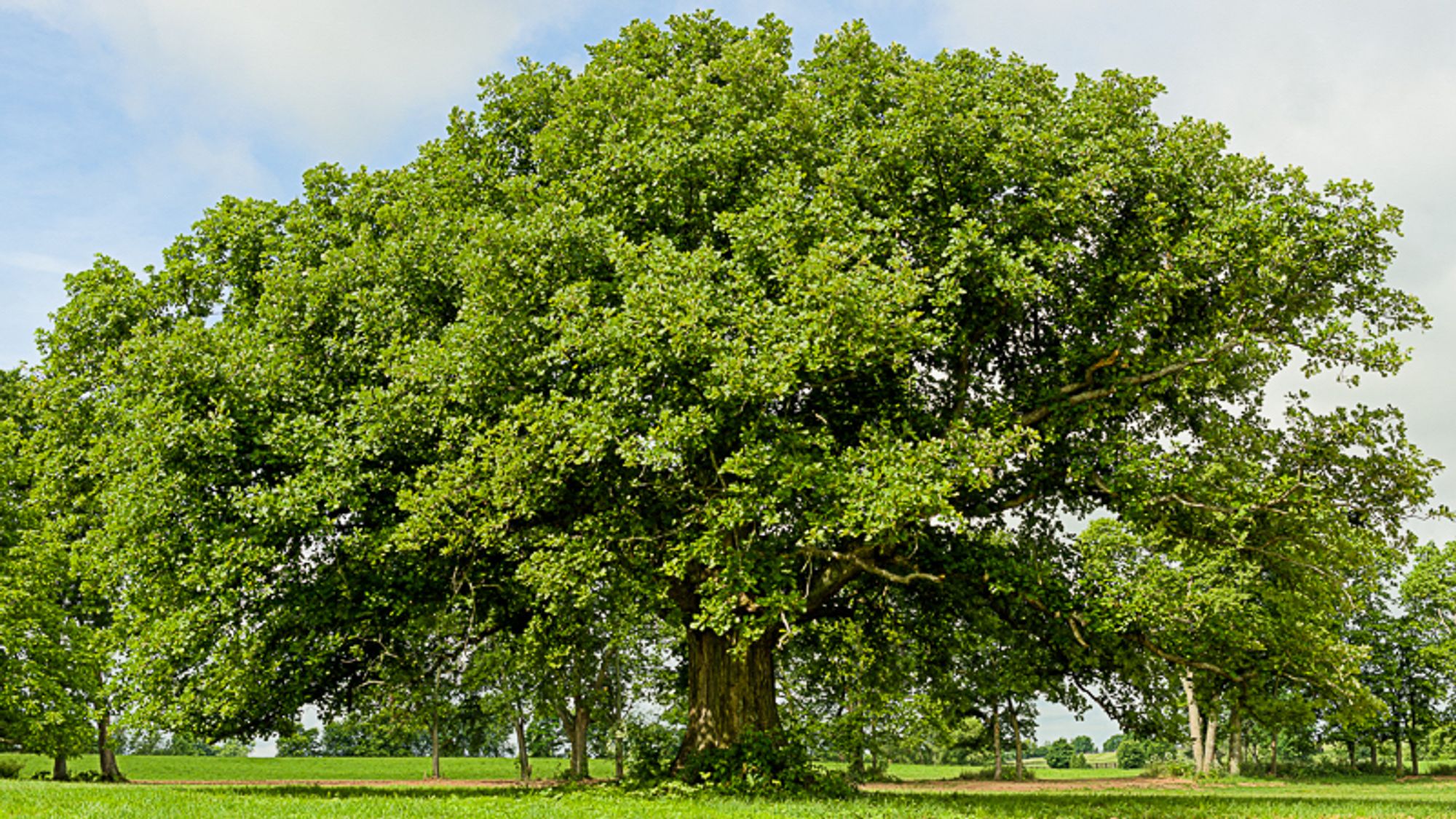 A beautiful old bur oak with a broad, full crown that is bright green. Copyright Tom Kimmerer