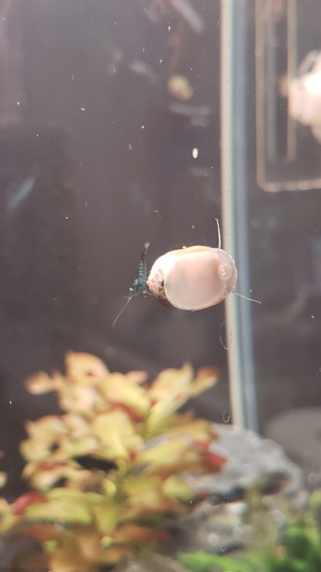 Photo if a young neocaridina shrimp with a bluish body and yello eyes on the shell of a large nerite snail on the aquarium wall.