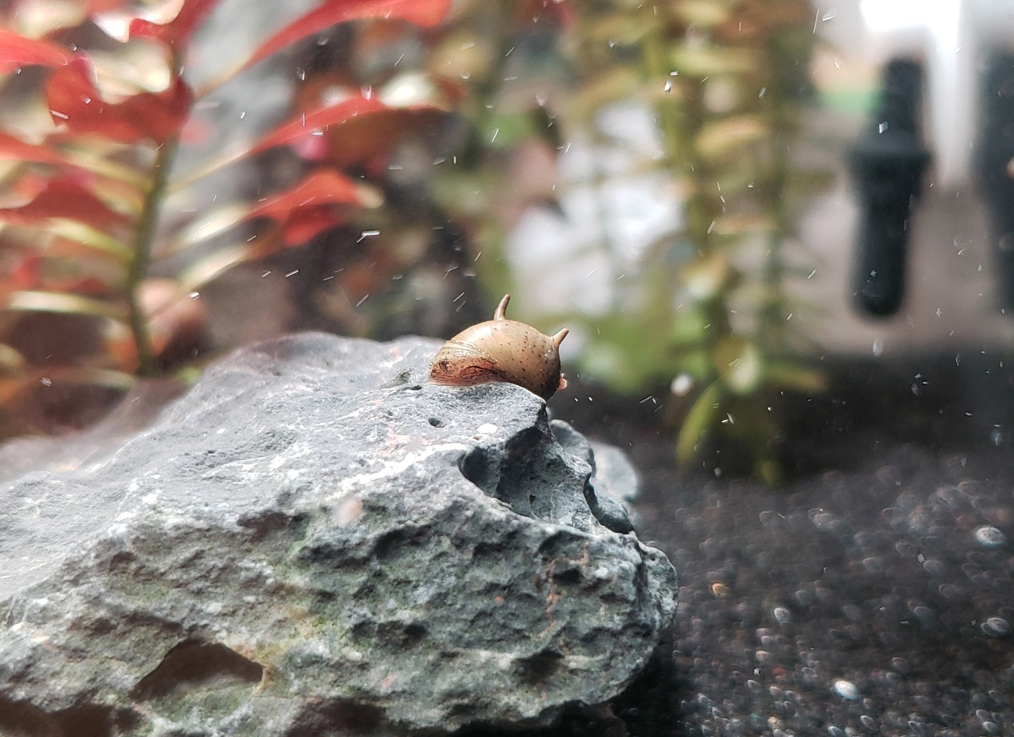 Photo of a small neocaridina shrimplet and a horned nerite snail on seiryu stone.