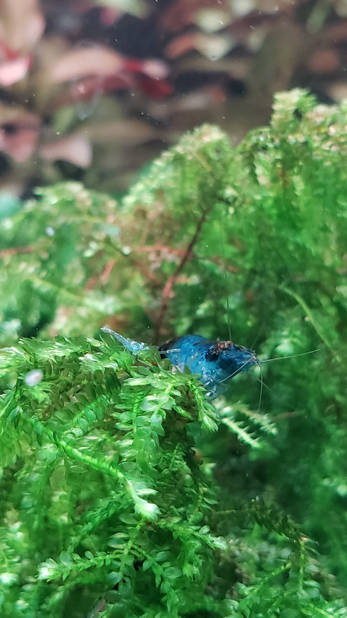 Photo of two neocaridina shrimp, one a light blue shrimplet and the other a deeper blue adult, sitting on java fern.