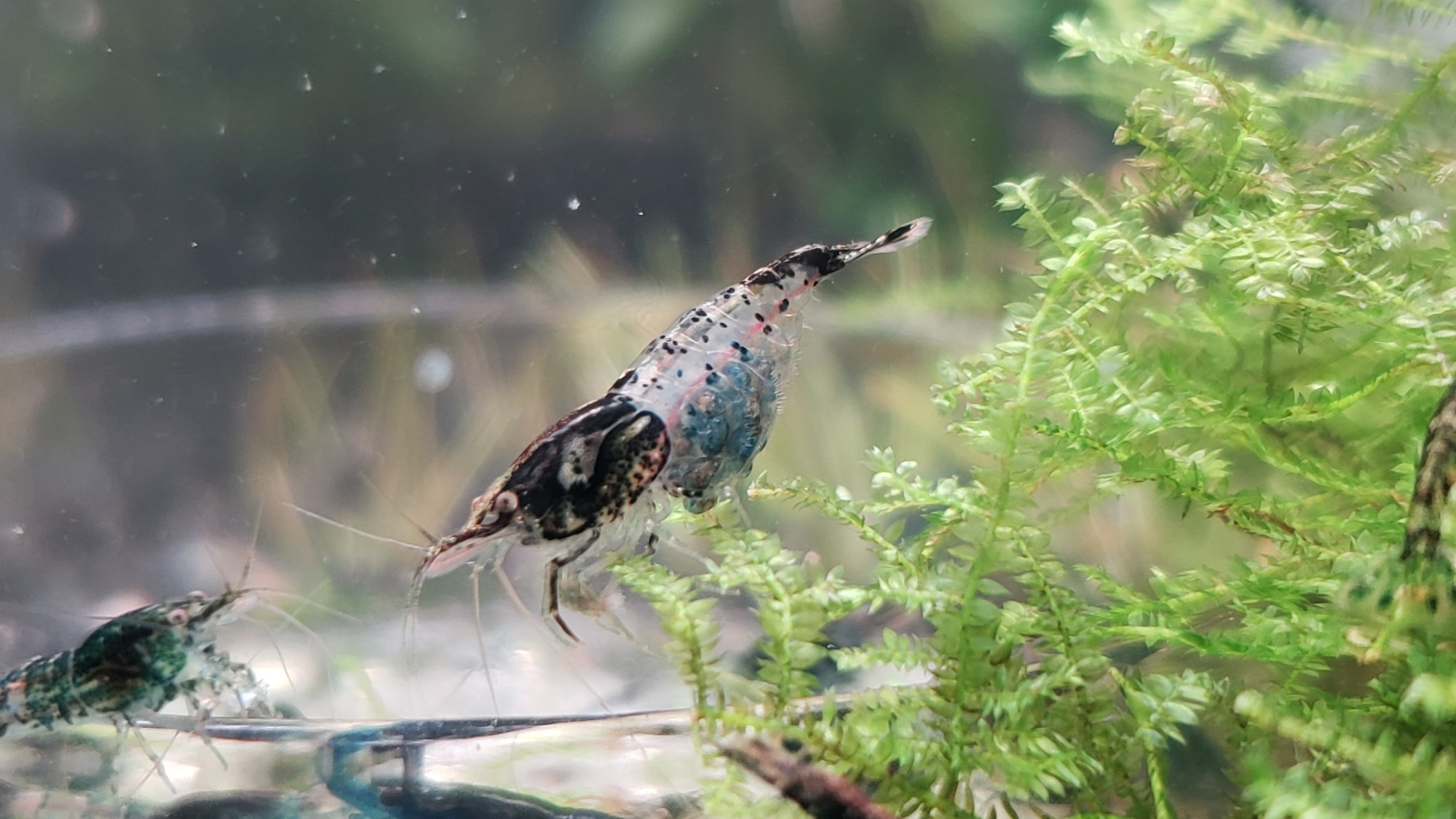 Photo of berried carbon rili neocaridina shrimp on java moss. Eggs are tinted blue.