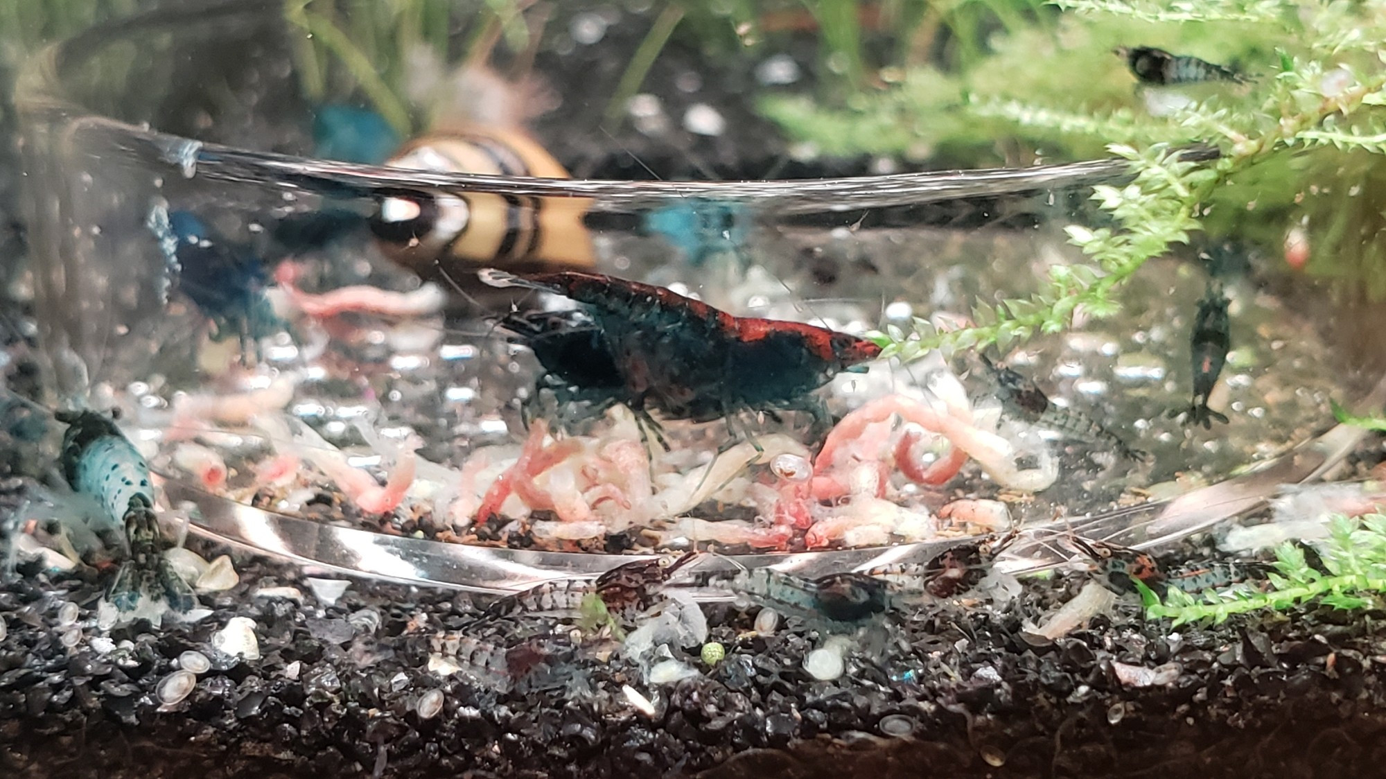 Photo of several carbon rili shrimplets between glass and feeding dish, which is full of bloodworms and adult neocaridina shrimp. One of the shrimps in the dish is berried.