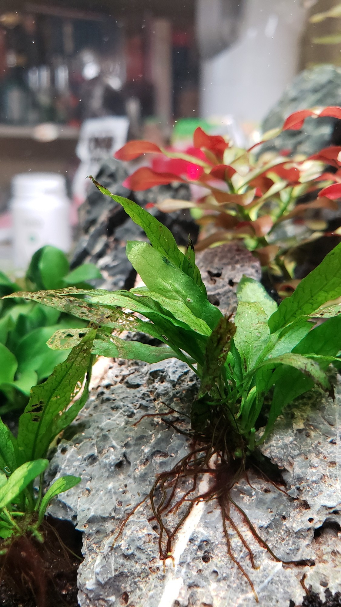 Photo of two shrimplets on the leaves of a java fern.