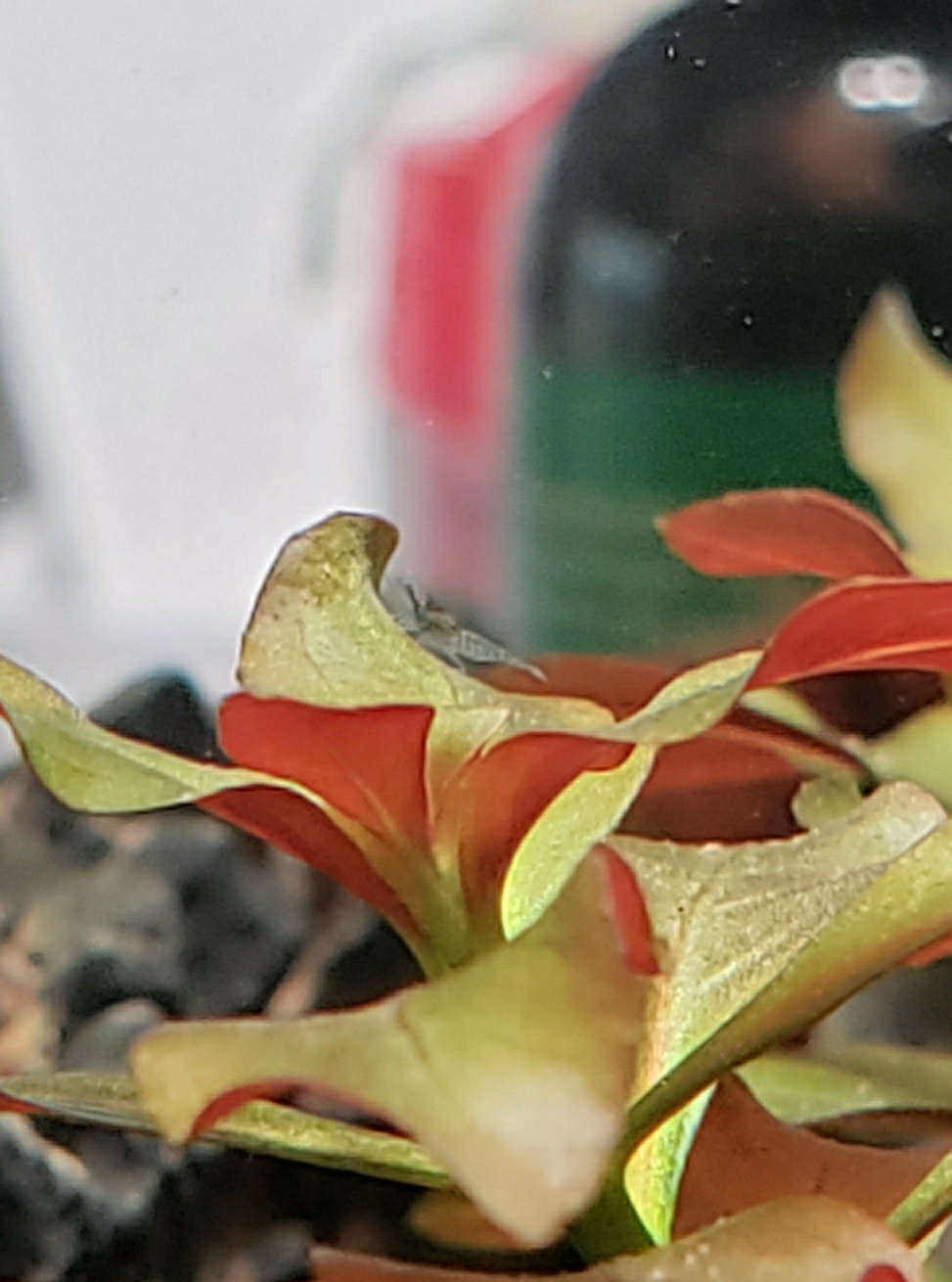 Cropped photo of a newly hatched neocaridina shrimp standing on a green and red leaf.