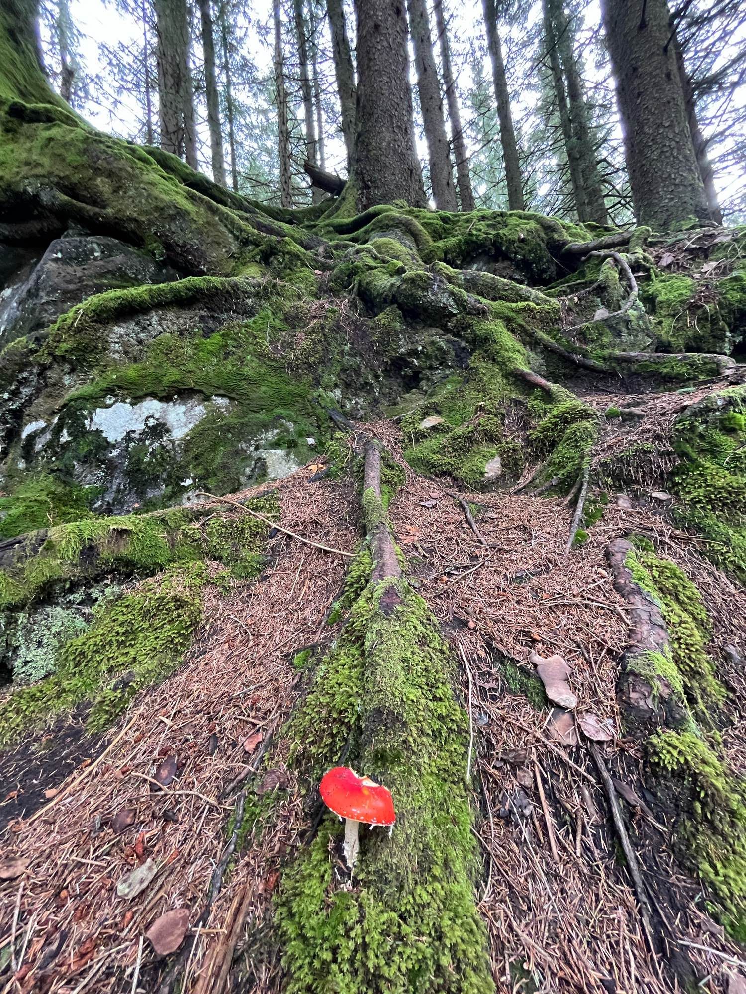 An orange mushroom in imperfect shape set in a mossy patch beneath tree roots.