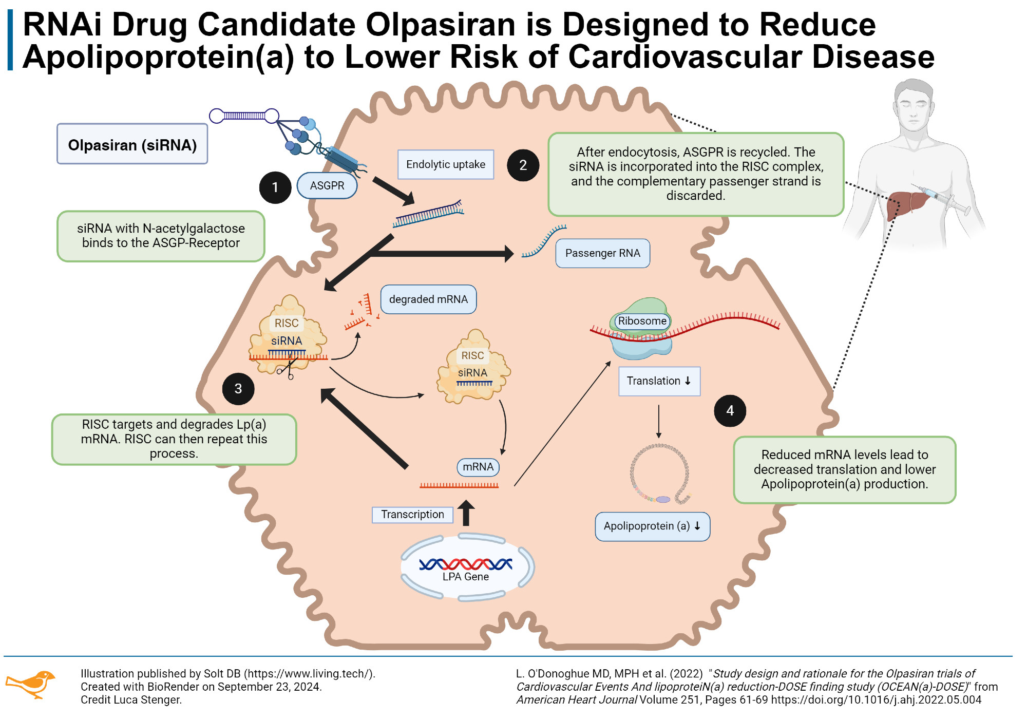 A scientific illustration of the apolipoprotein a pathway in a liver cell being silenced by the RNA interference drug candidate olpasiran.