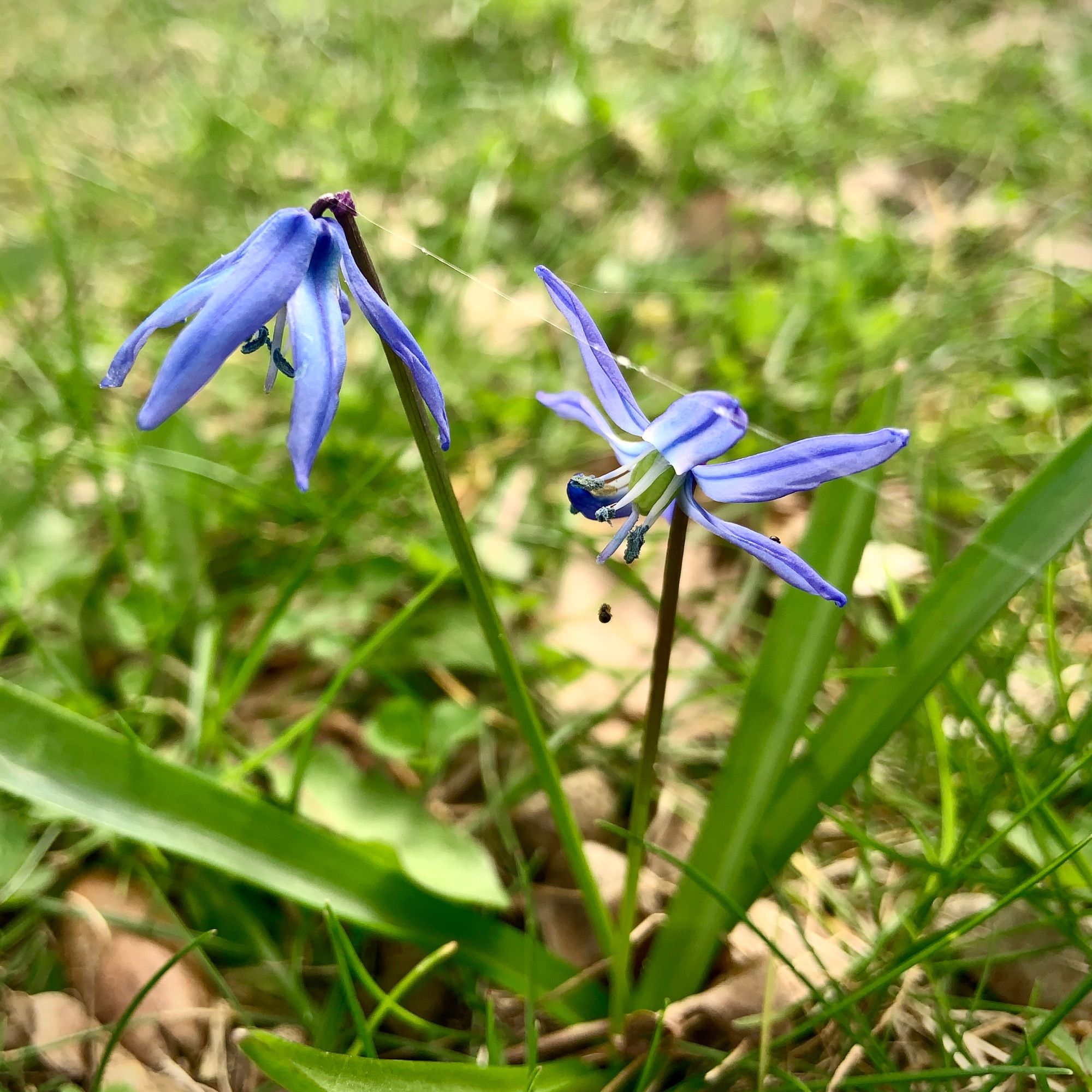 Nahaufnahme einer kaum 10 Zentimeter hohen Pflanze mit zwei blauen, sternförmigen Blüten und schmalen glatten Blättern. Sie wächst aus einem noch vom Winter kurzen und mit Laub bestreuten Rasen.