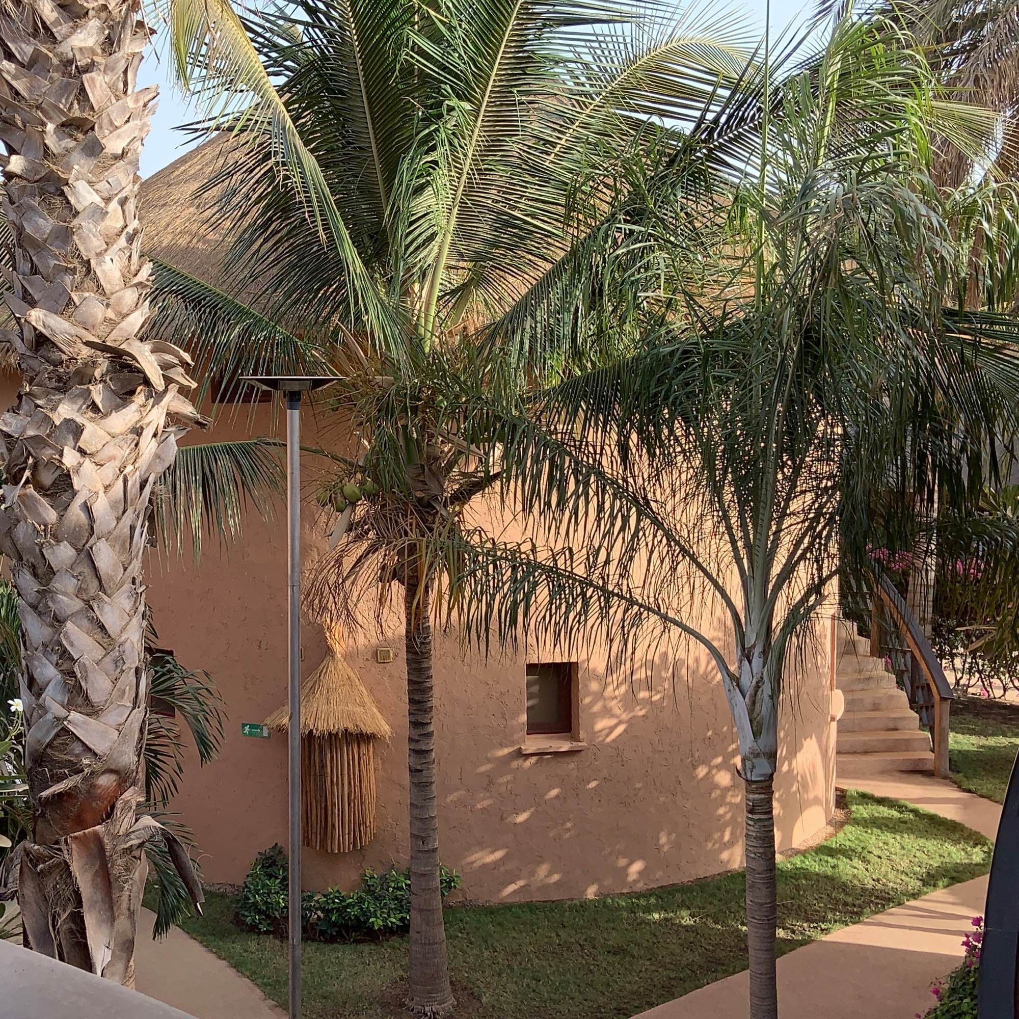 Palmen zwischen den runden Bungalows eines afrikanischen Resorts.