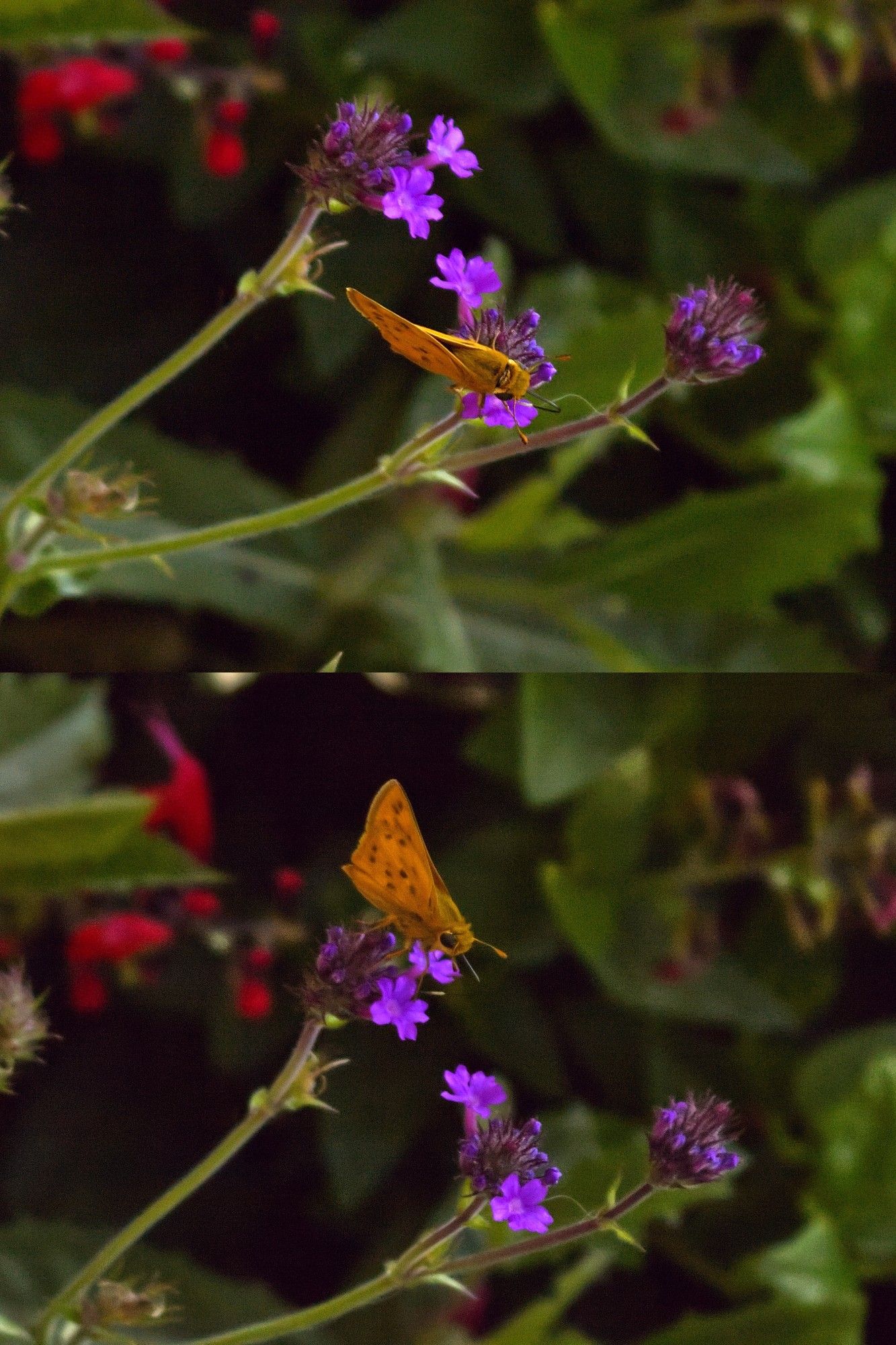 A teeny tiny little orange skipper butterfly-type-insect sipping nectar of a tiny bright blue flower