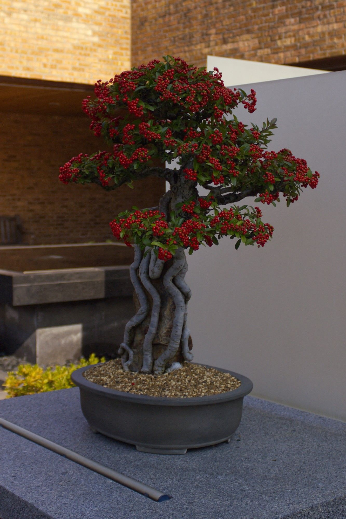 A beautiful fruiting bonsai with smooth gray bark-covered roots that are hugging a rock.