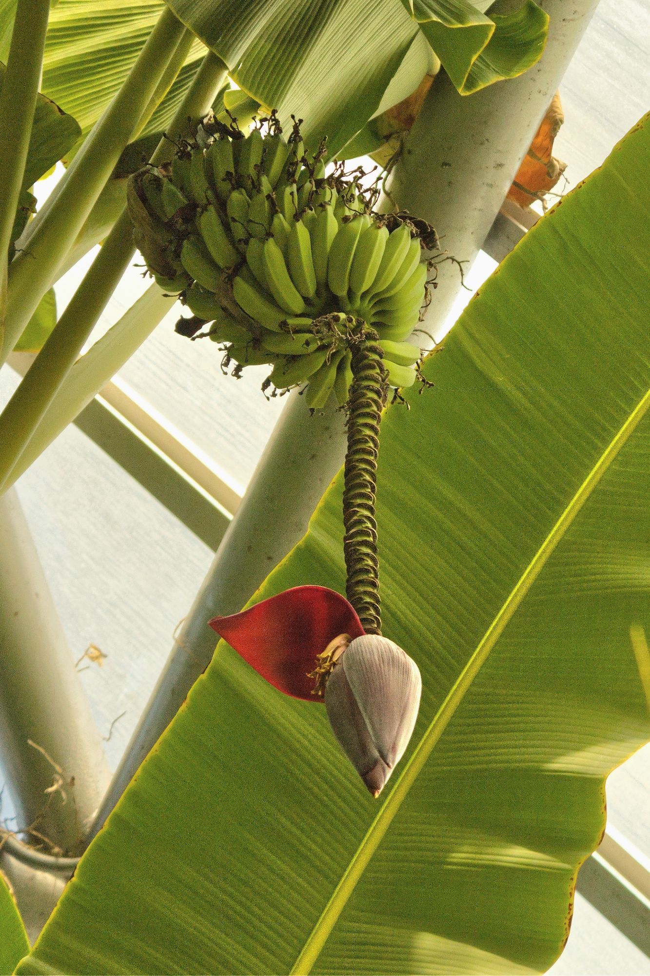 The never open flower of a banana tree growing down out of and below a bunch of bananas high up in the canopy