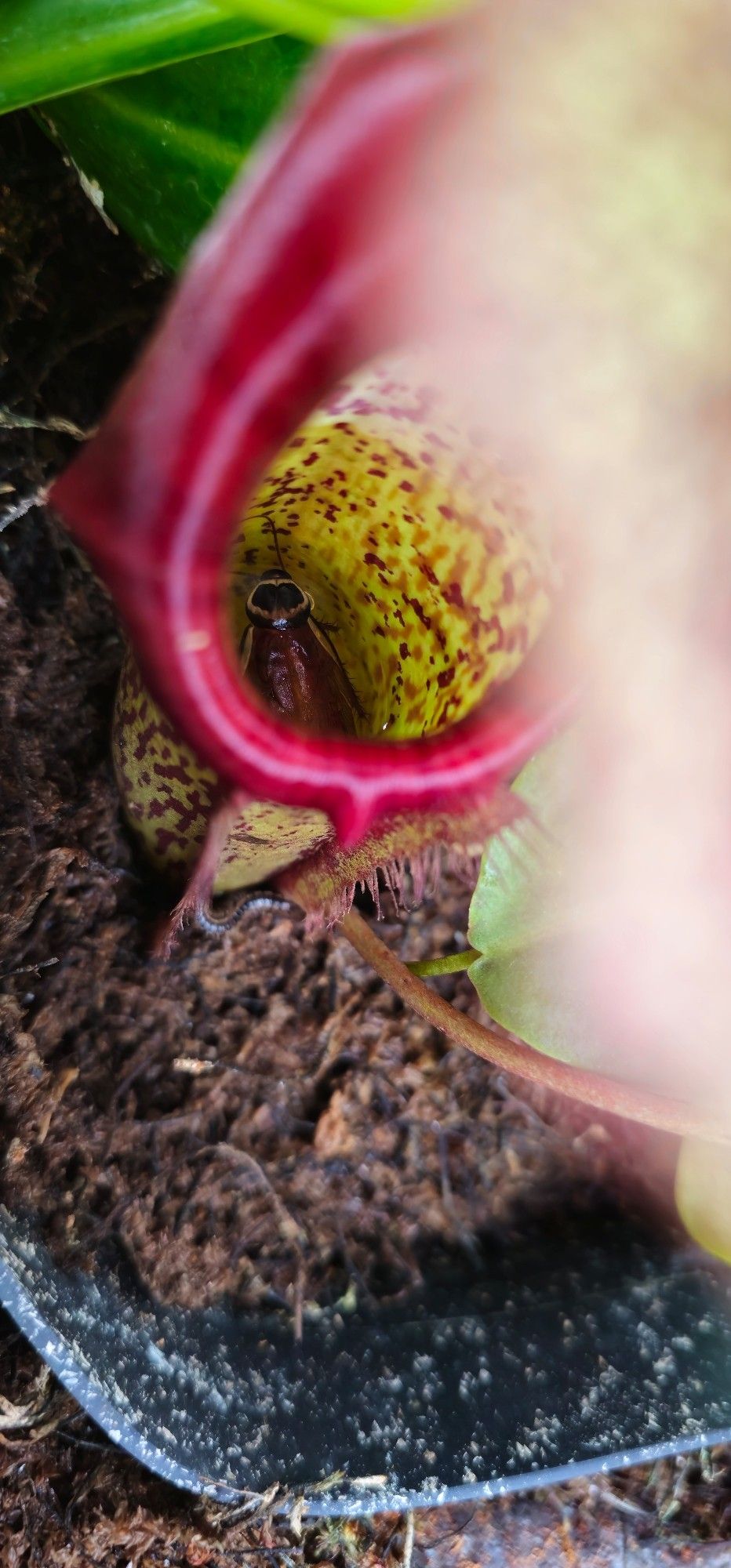 A roach drowned in a carnivorous tropical pitcher plant while a centipede crawls on the other side trying to get in