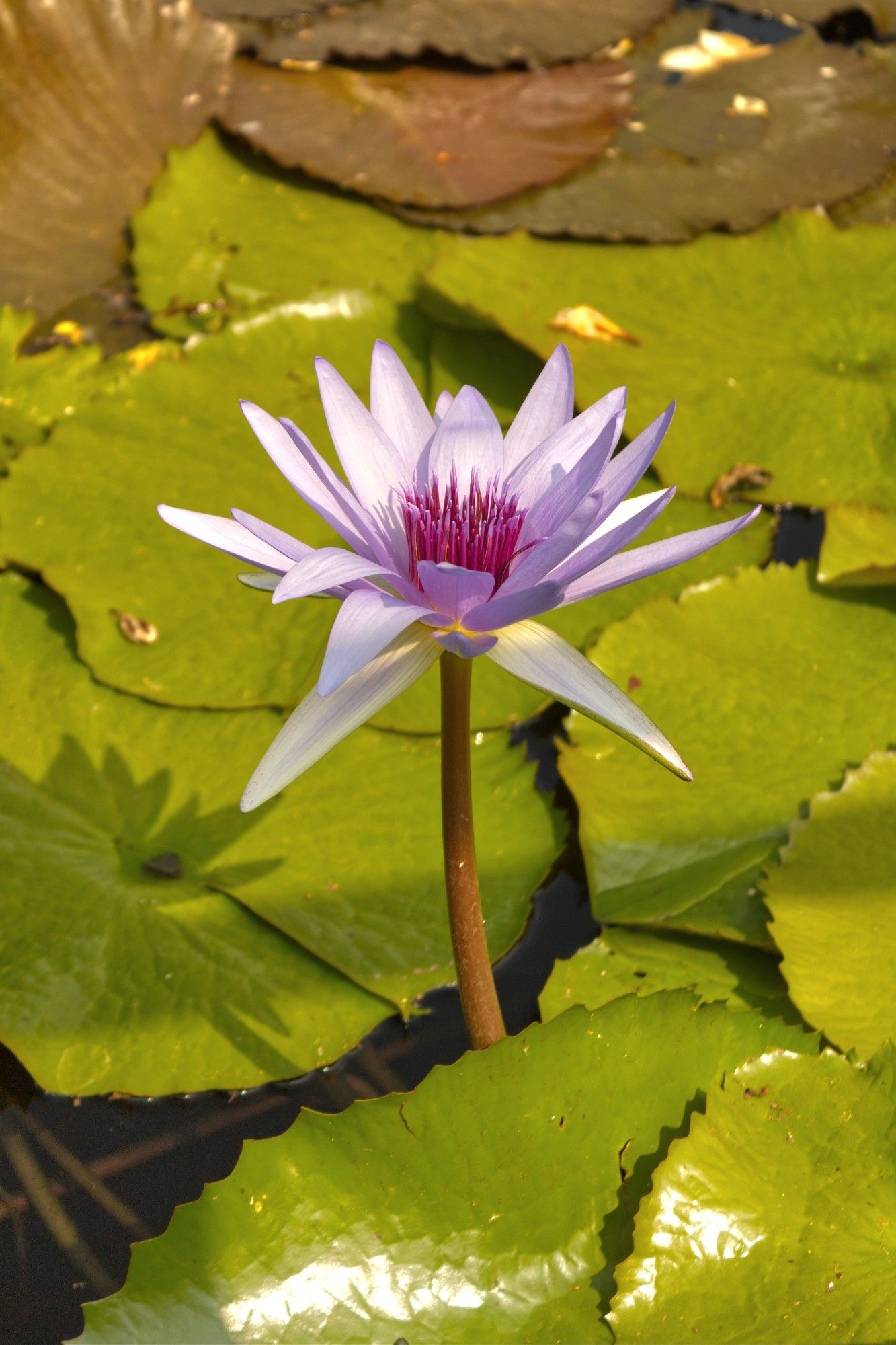 A blooming lotus in the sunshine against a backdrop of lily pads