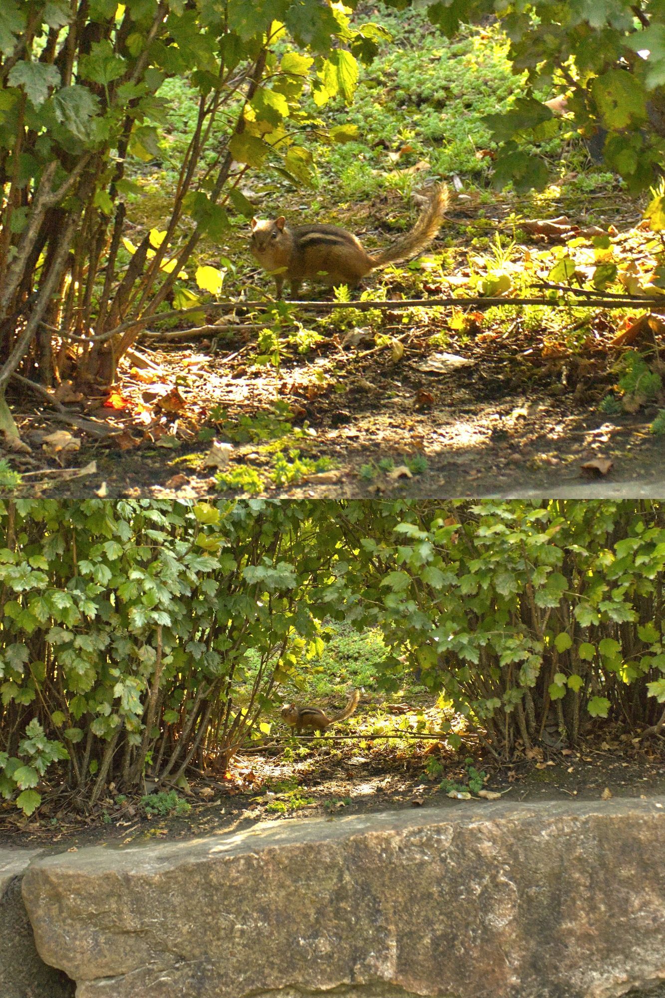 A tiny little squirrel with its long tail stiff as a board looking at me looking at him through some bushes at the Chicago Botanic Garden