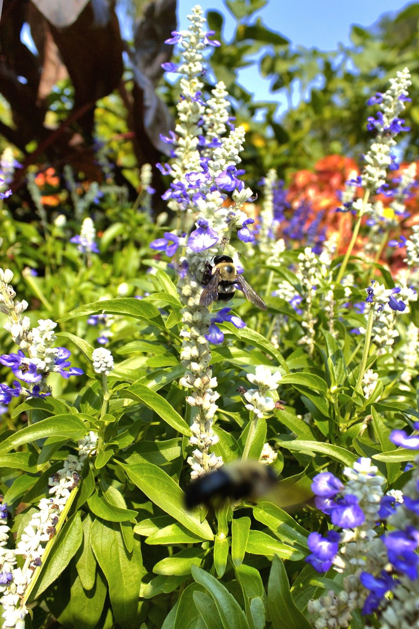 Some bumblebees on beautiful flowers (Blue? Purple? IDK I'm color blind 🤷🏻‍♂️) sipping nectar in the sunshine.