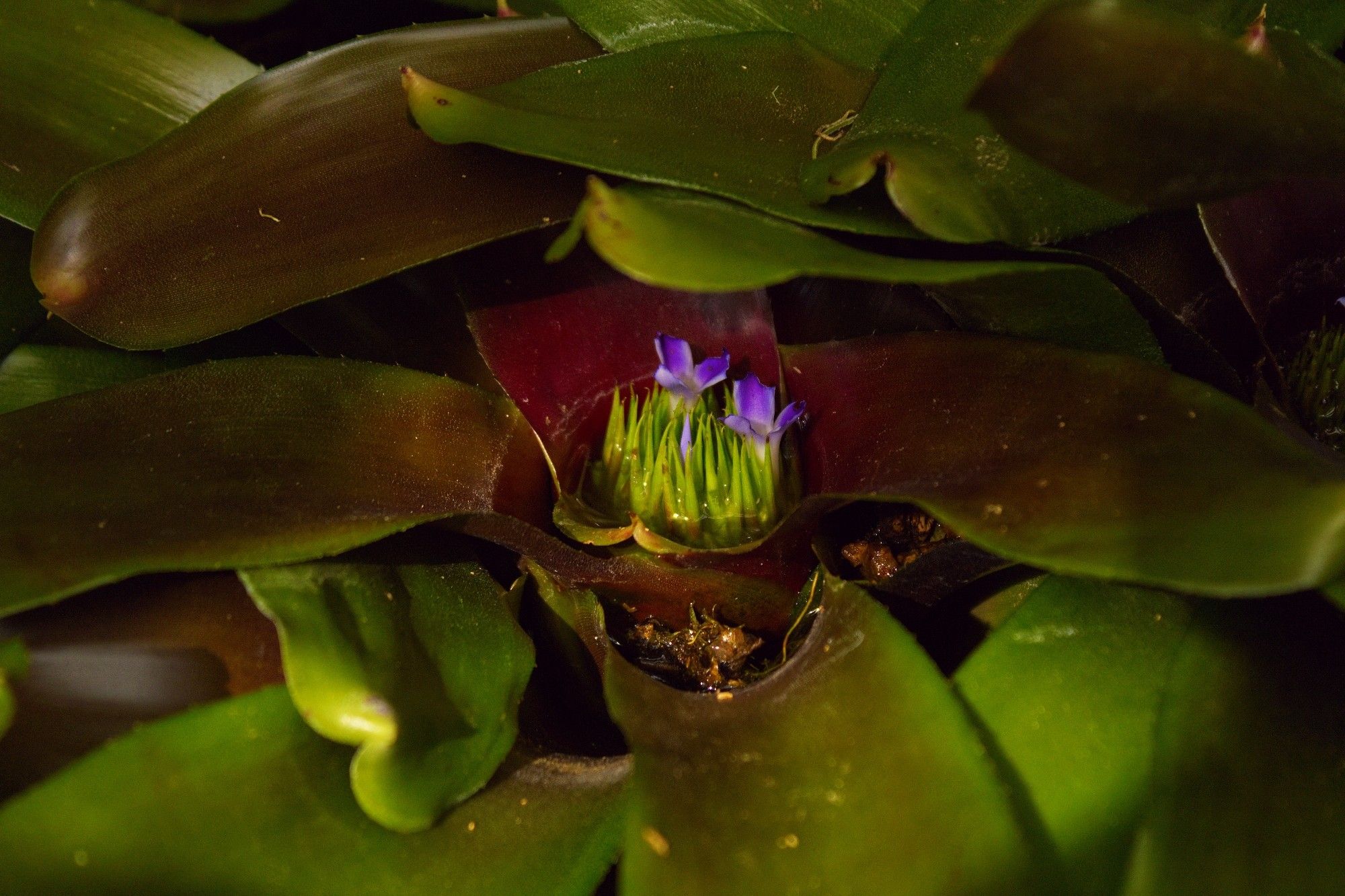 Tiny flowers in the center of a bromeliad filled with water