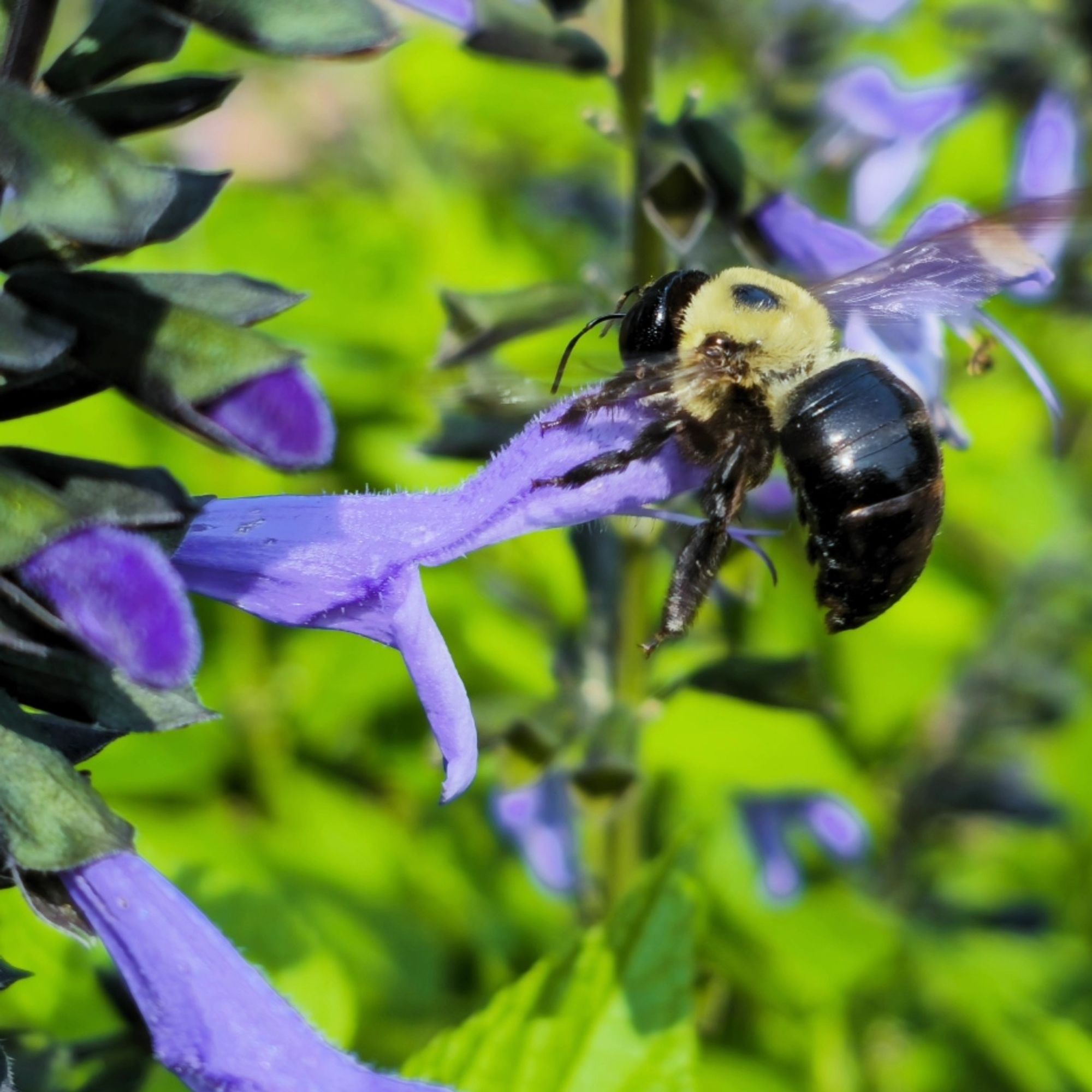 A chubby bumblebee with a jet black fat butt (thorax) sipping nectar in the sunshine