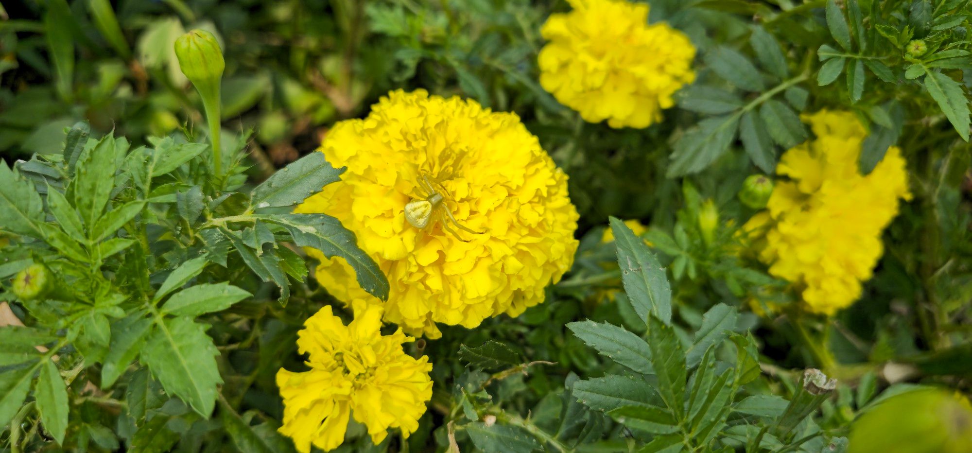 A flight bright yellow flower with a matching yellow spider on it